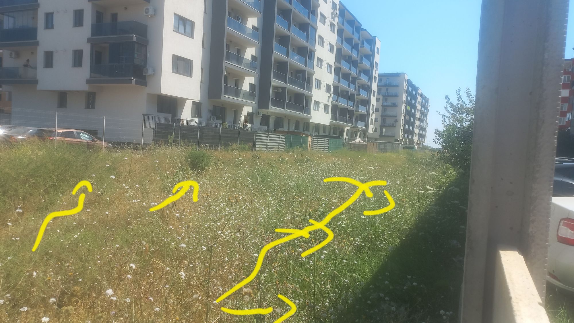 Ambrozie in Strada Biruinței 29, Popești-Leordeni, Oraș Popești Leordeni, Județul Ilfov