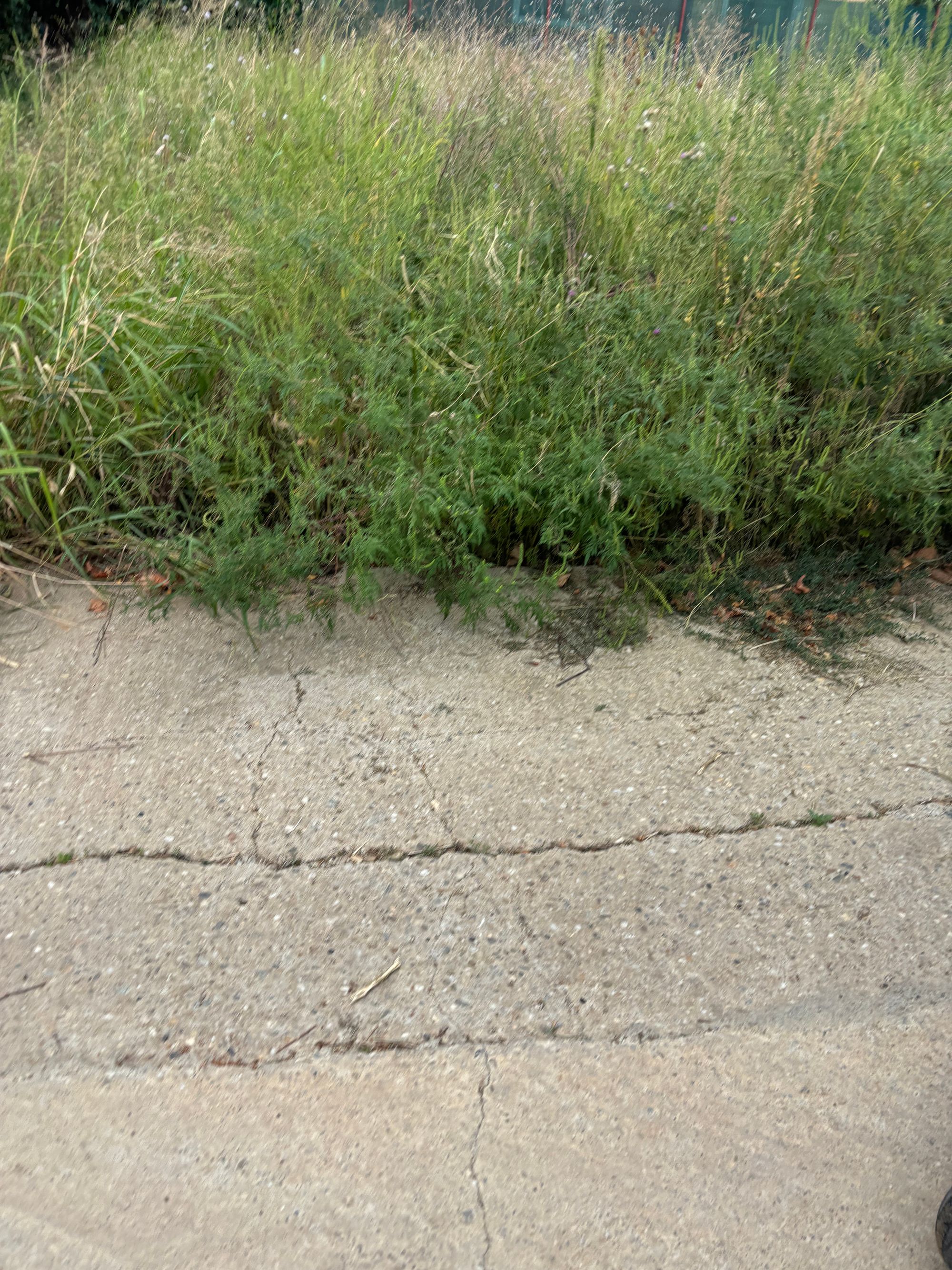 Ambrozie in Strada Voroneţ 20, Domnești, Comuna Domnești, Județul Ilfov - IMG_3351.jpeg