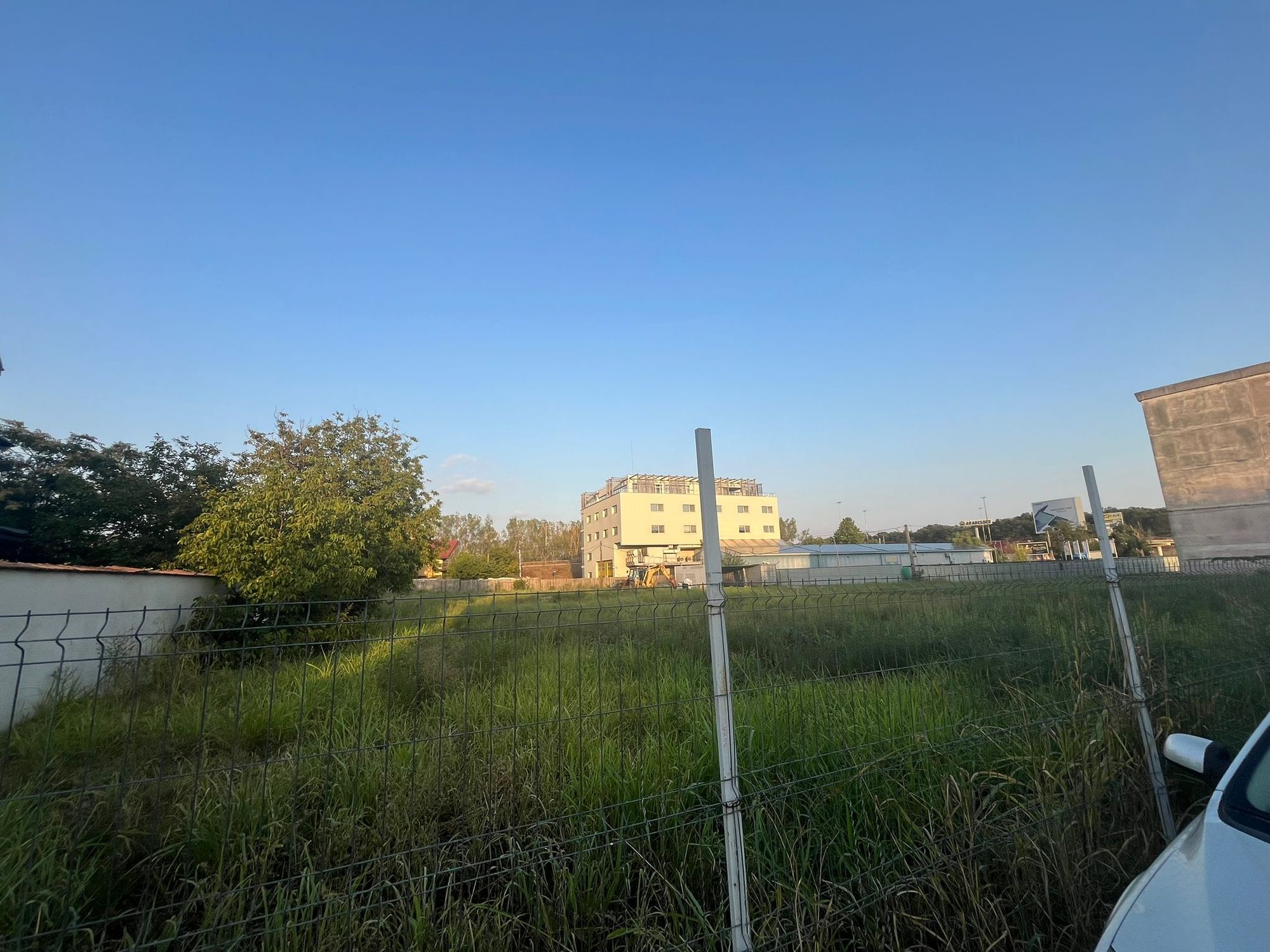 Ambrozie in Calea Bucureștilor 3A, Otopeni, Oraş Otopeni, Județul Ilfov - WhatsApp Image 2025-09-02 at 19.08.36 (1).jpeg