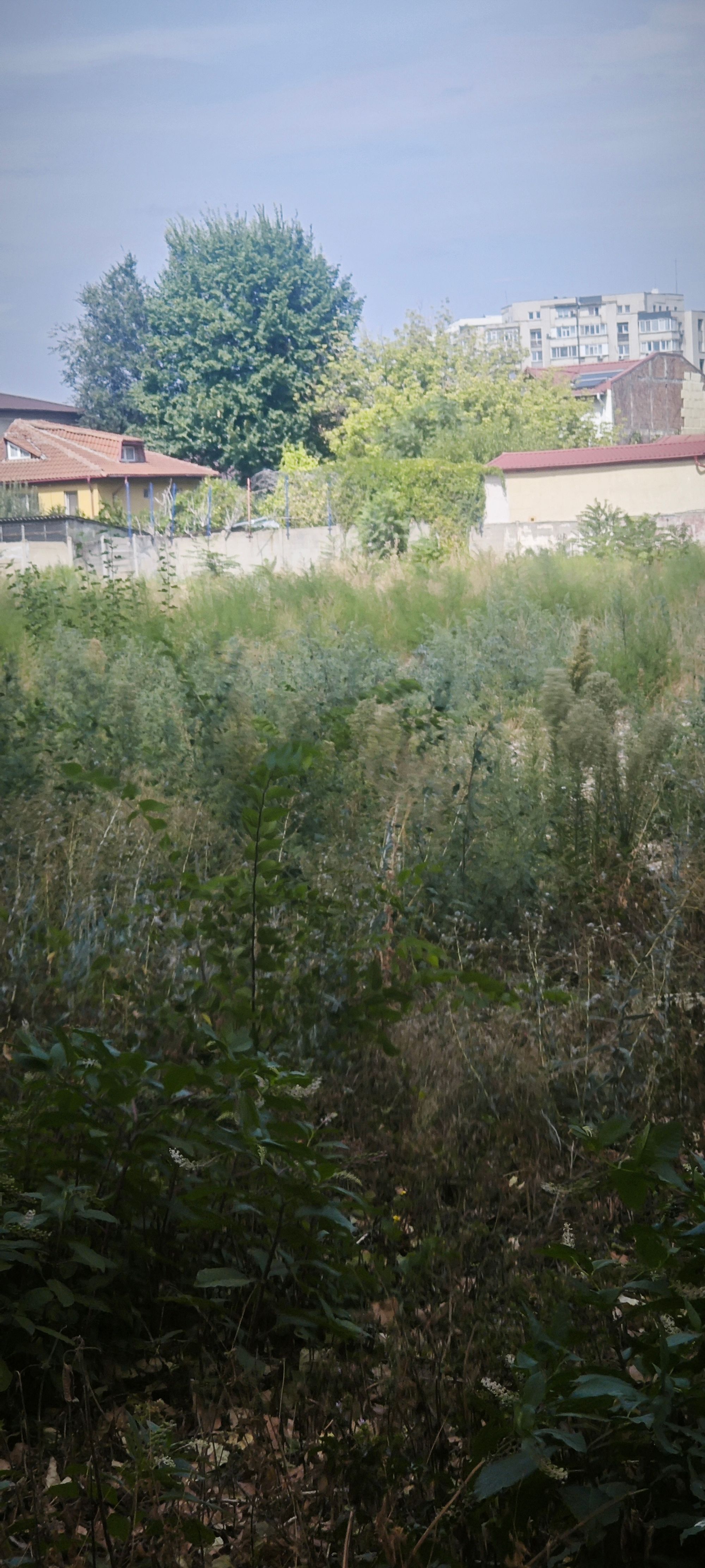 Ambrozie in Strada Silozului 3, București, Municipiul București - IMG_20250911_133336.jpg