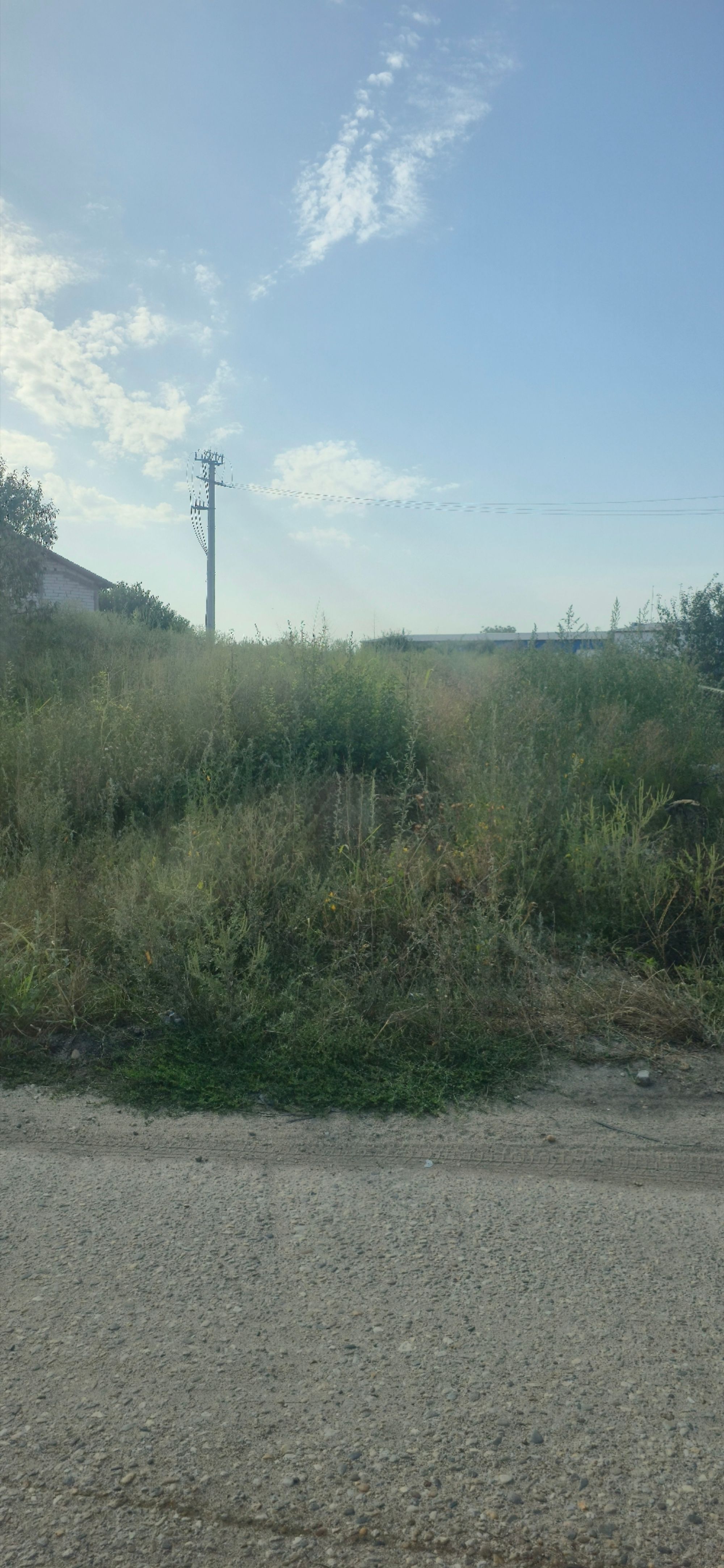 Ambrozie in Ișalnița, Comuna Ișalnița, Județul Dolj
