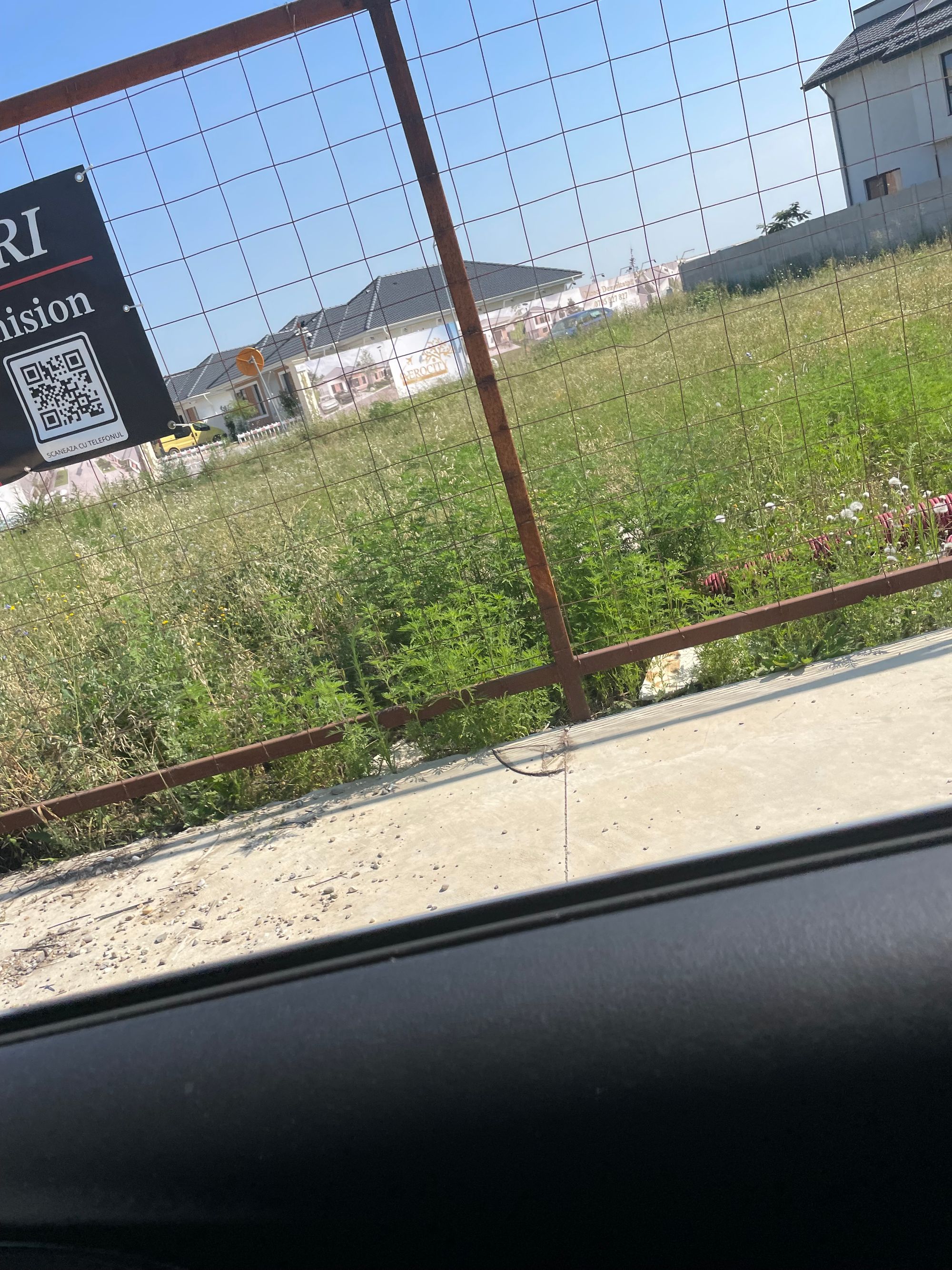 Ambrozie in Strada Randunicii 13, Tunari, Comuna Tunari, Județul Ilfov