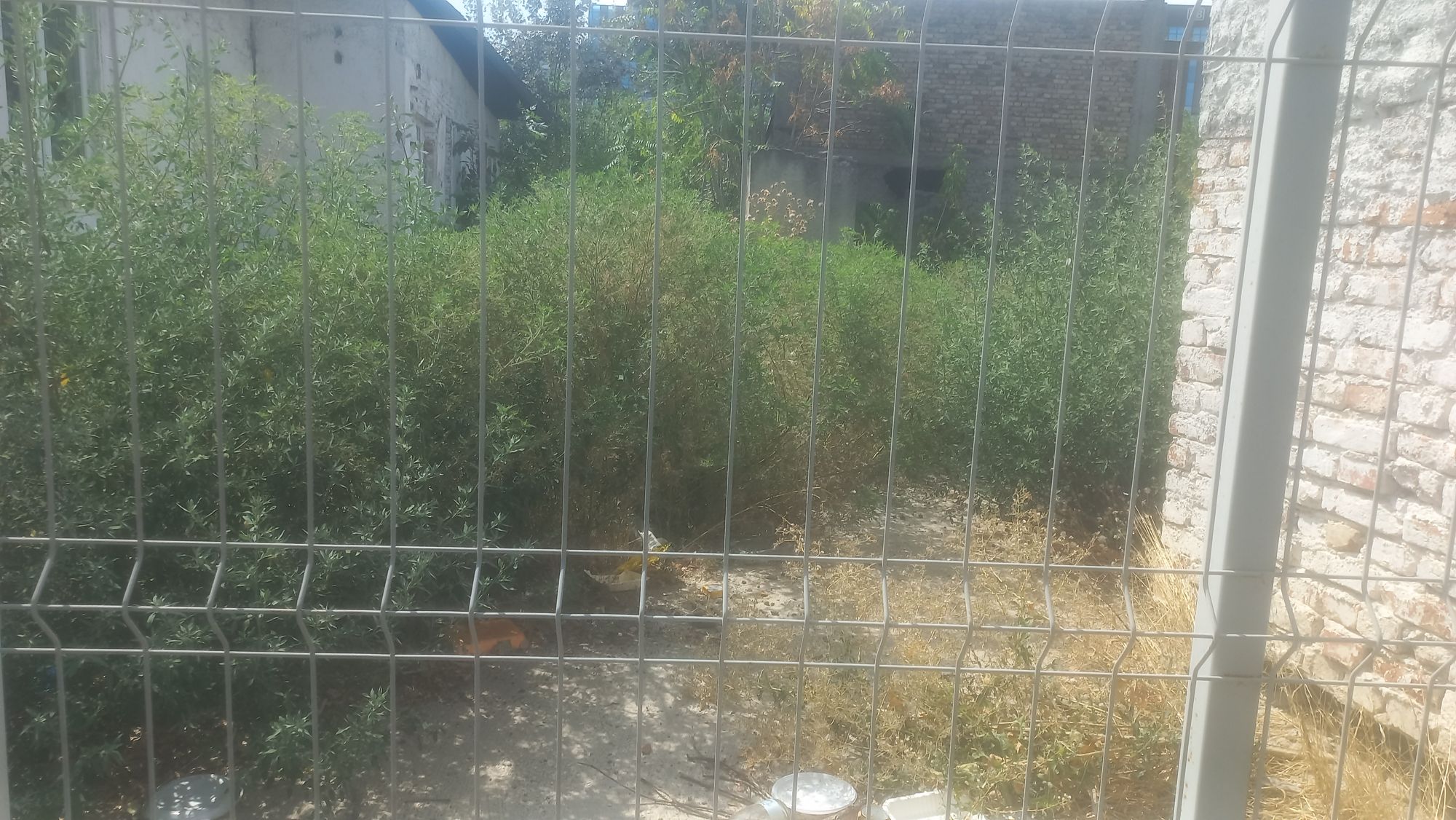 Ambrozie in Șos. Panduri 77, București, Municipiul București - 1000158063.jpg