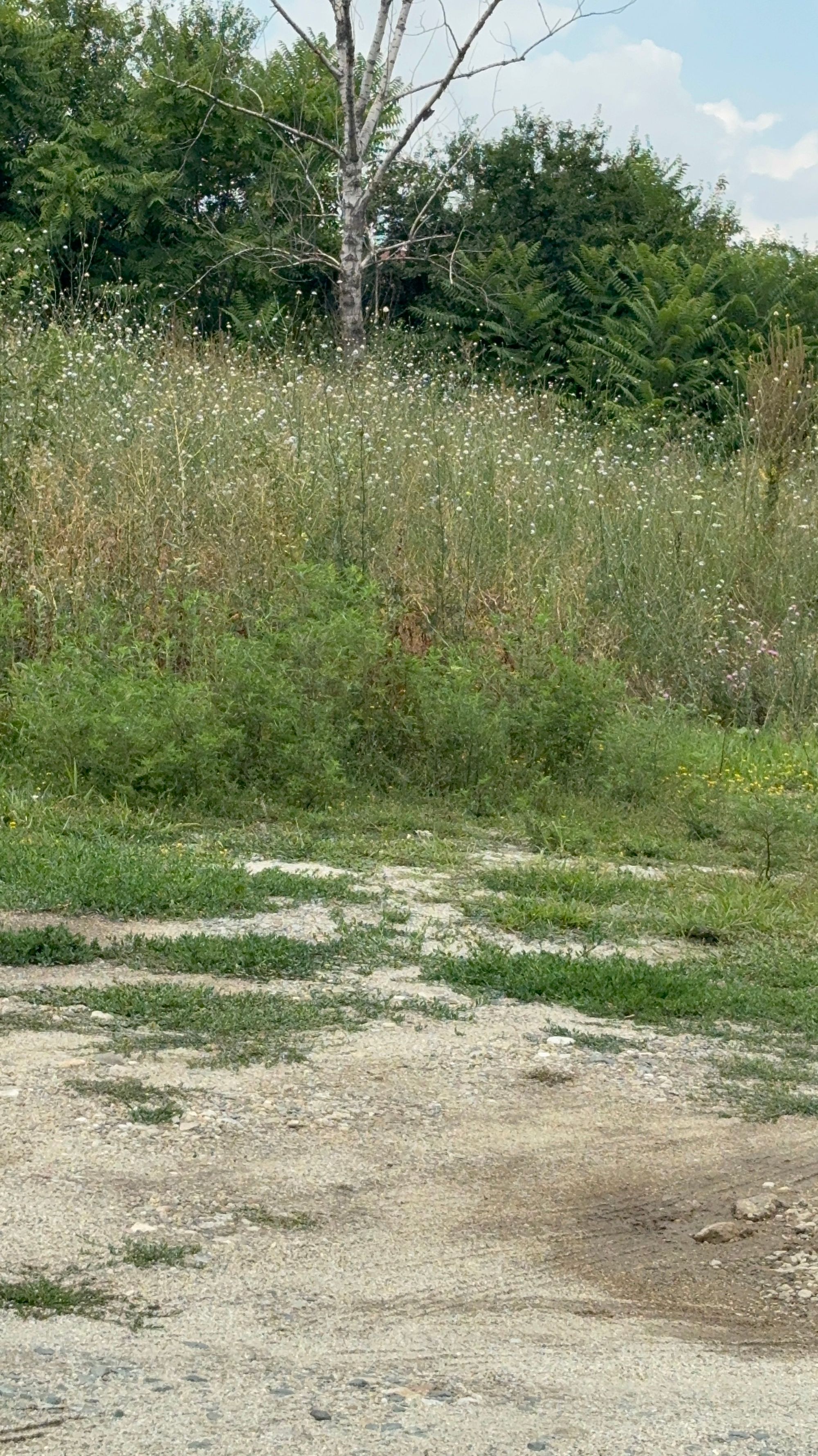 Ambrozie in Strada Nuferilor 61, București, Municipiul București