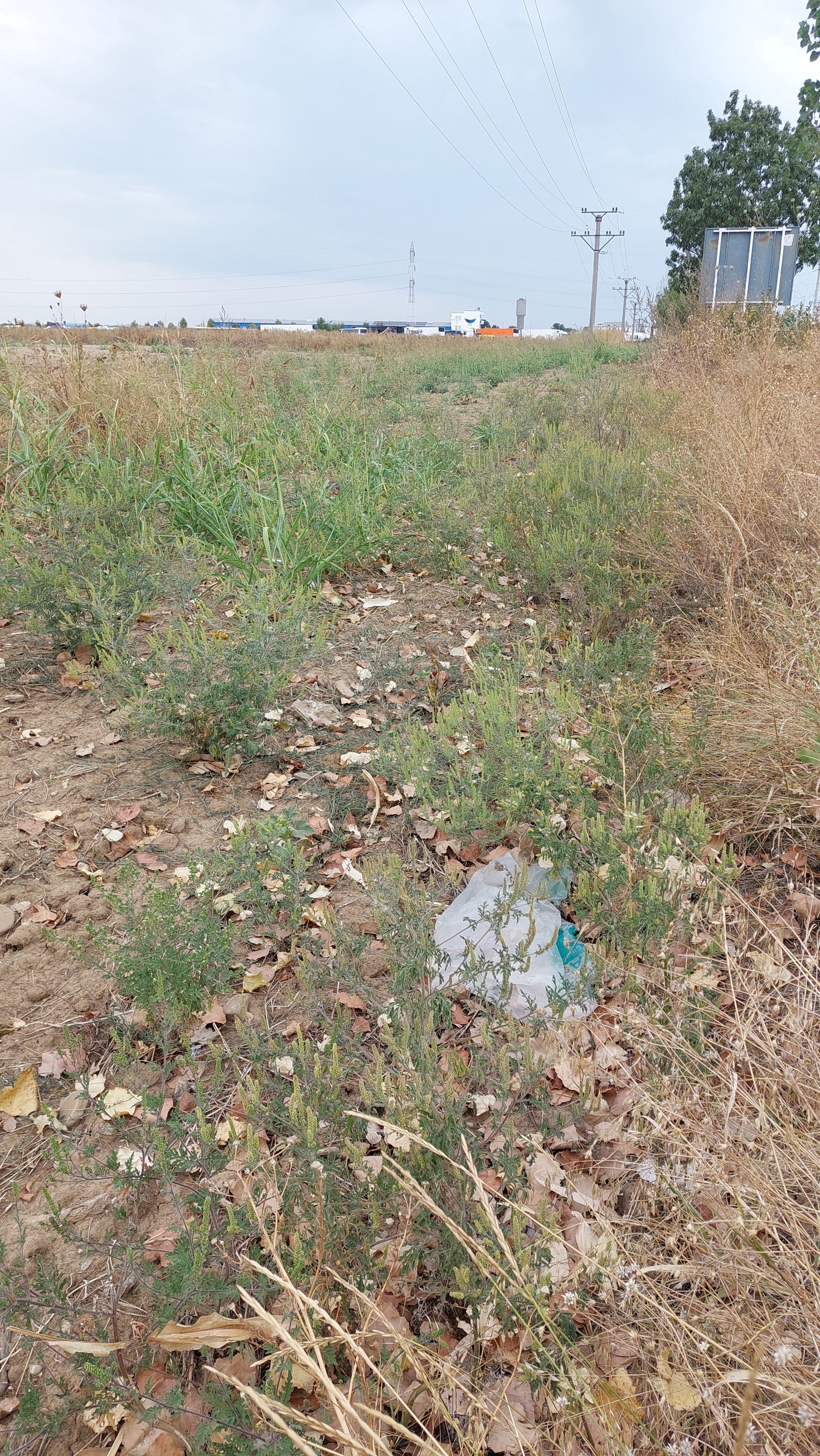 Ambrozie in Centura de Nord Ploiești, Blejoi, Comuna Blejoi, Județul Prahova - 20250910_141951.jpg