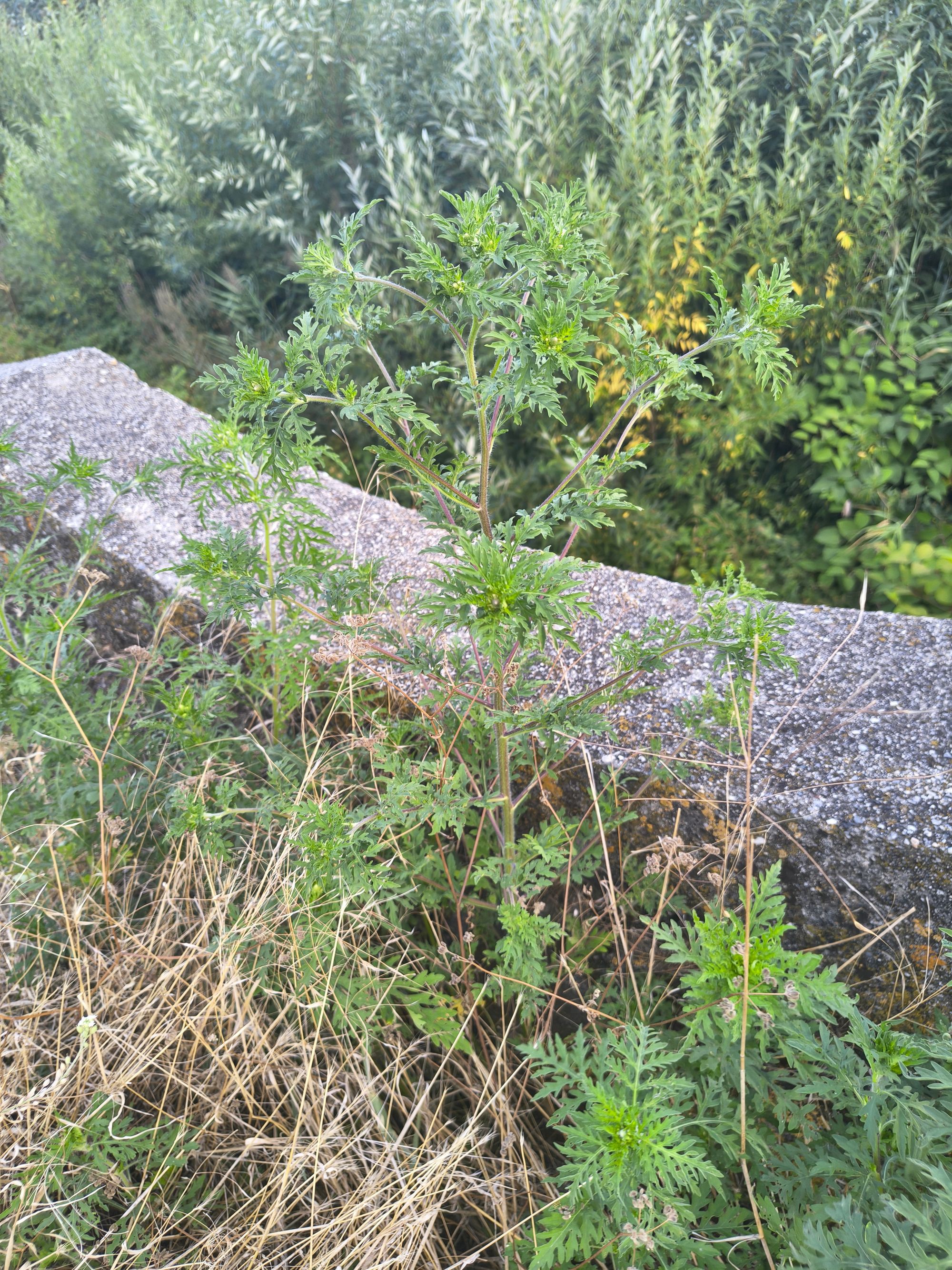 Ambrozie in Râmnicu Vâlcea, Municipiu Râmnicu Vâlcea, Județul Vâlcea