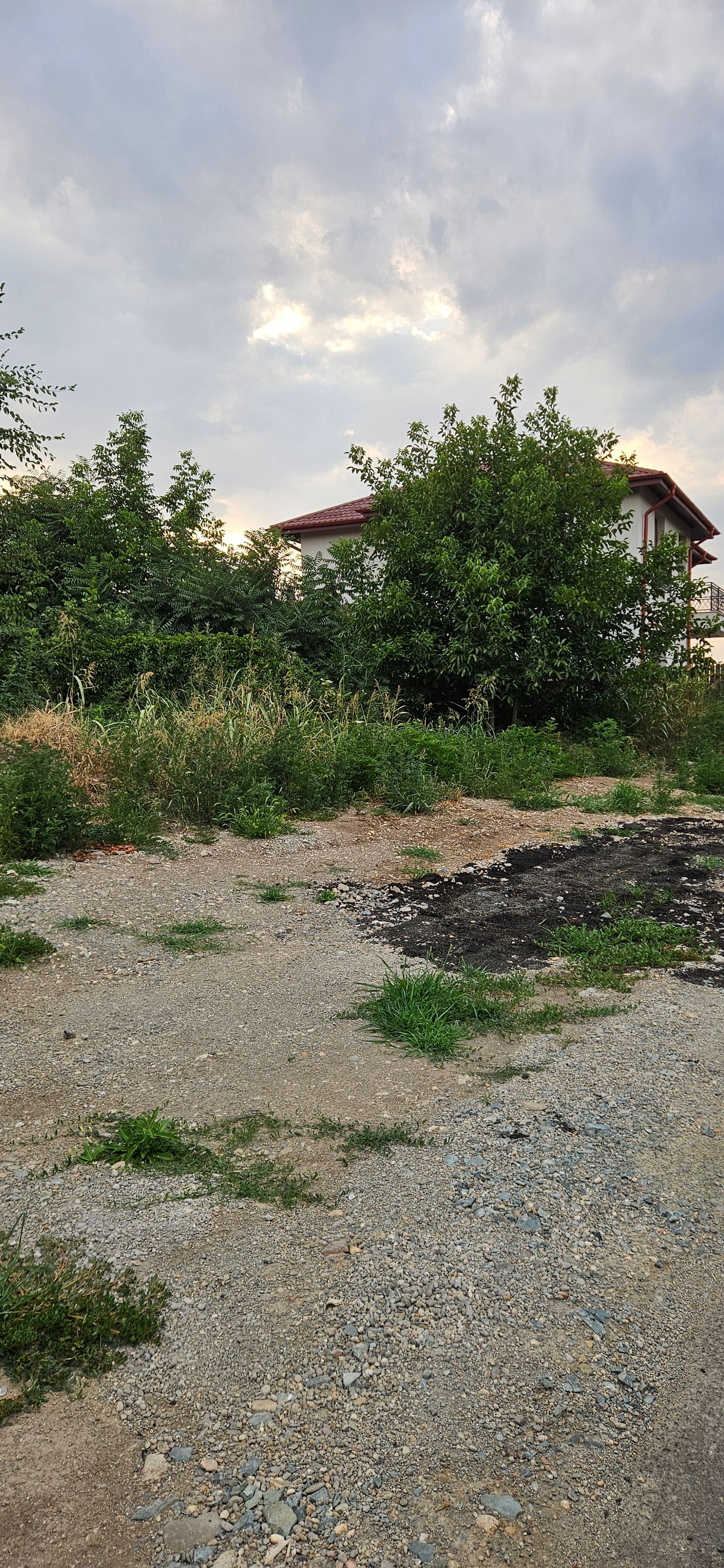 Ambrozie in Strada Luceafărului 10, Domnești, Comuna Domnești, Județul Ilfov - 20250725_193120.jpg