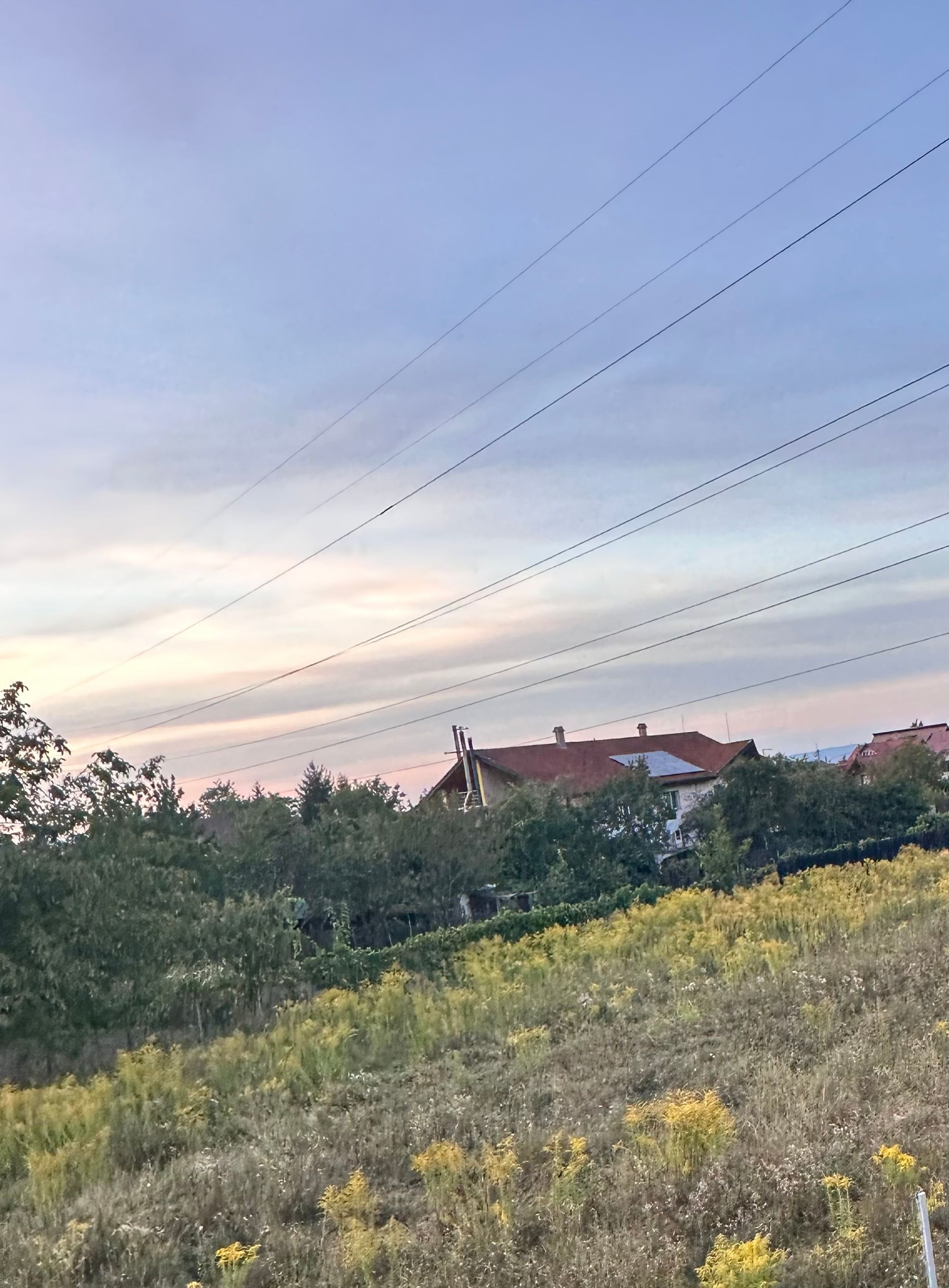 Ambrozie in Strada Dobrogei 82, Sânpetru, Comuna Sânpetru, Județul Brașov - IMG_5393.jpeg