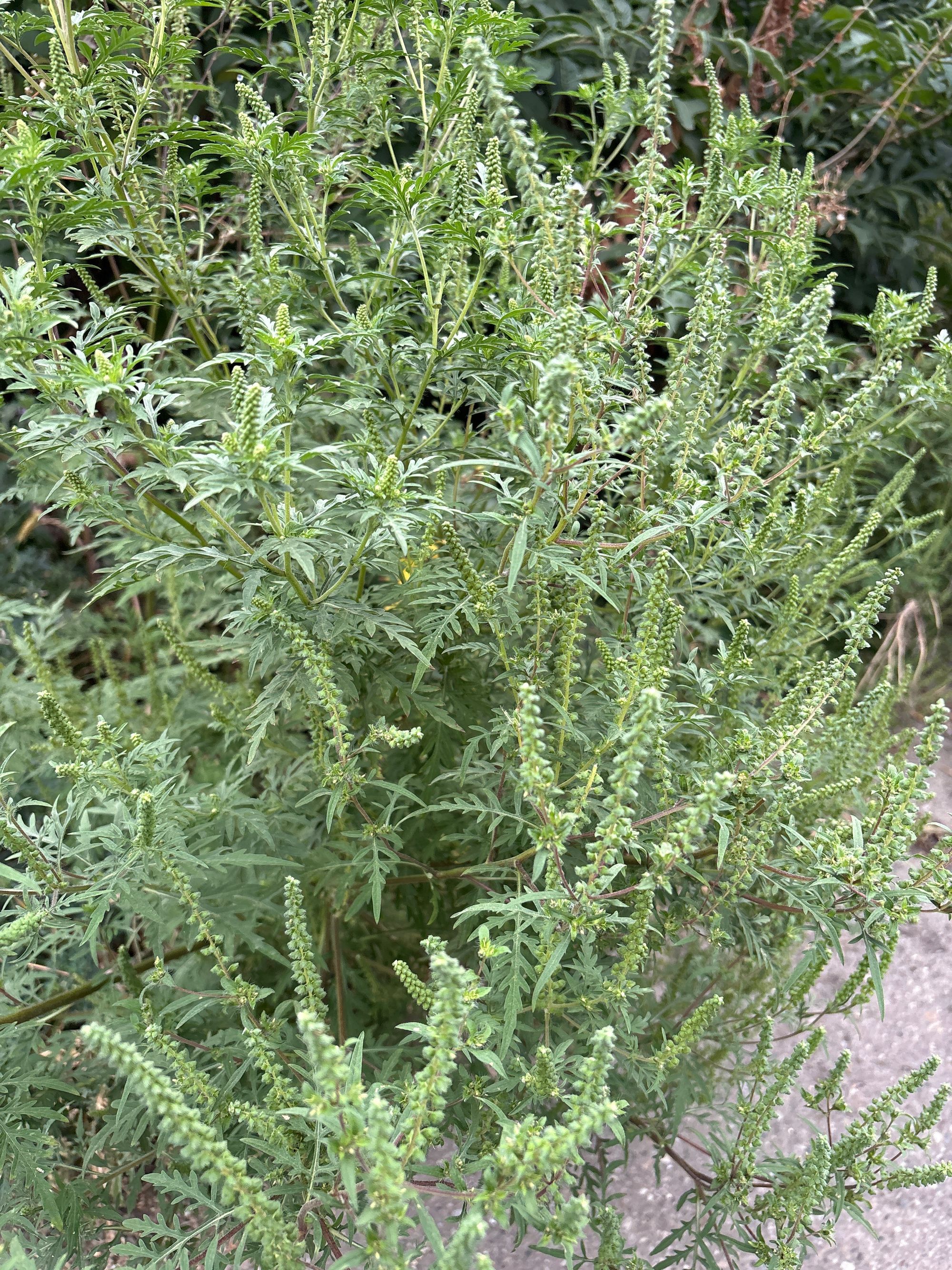 Ambrozie in Strada Reus 17c, Tisăuți, Comuna Ipotești, Județul Suceava - IMG_29CA07CE-8310-407F-BE03-F713DE48B30F.jpeg