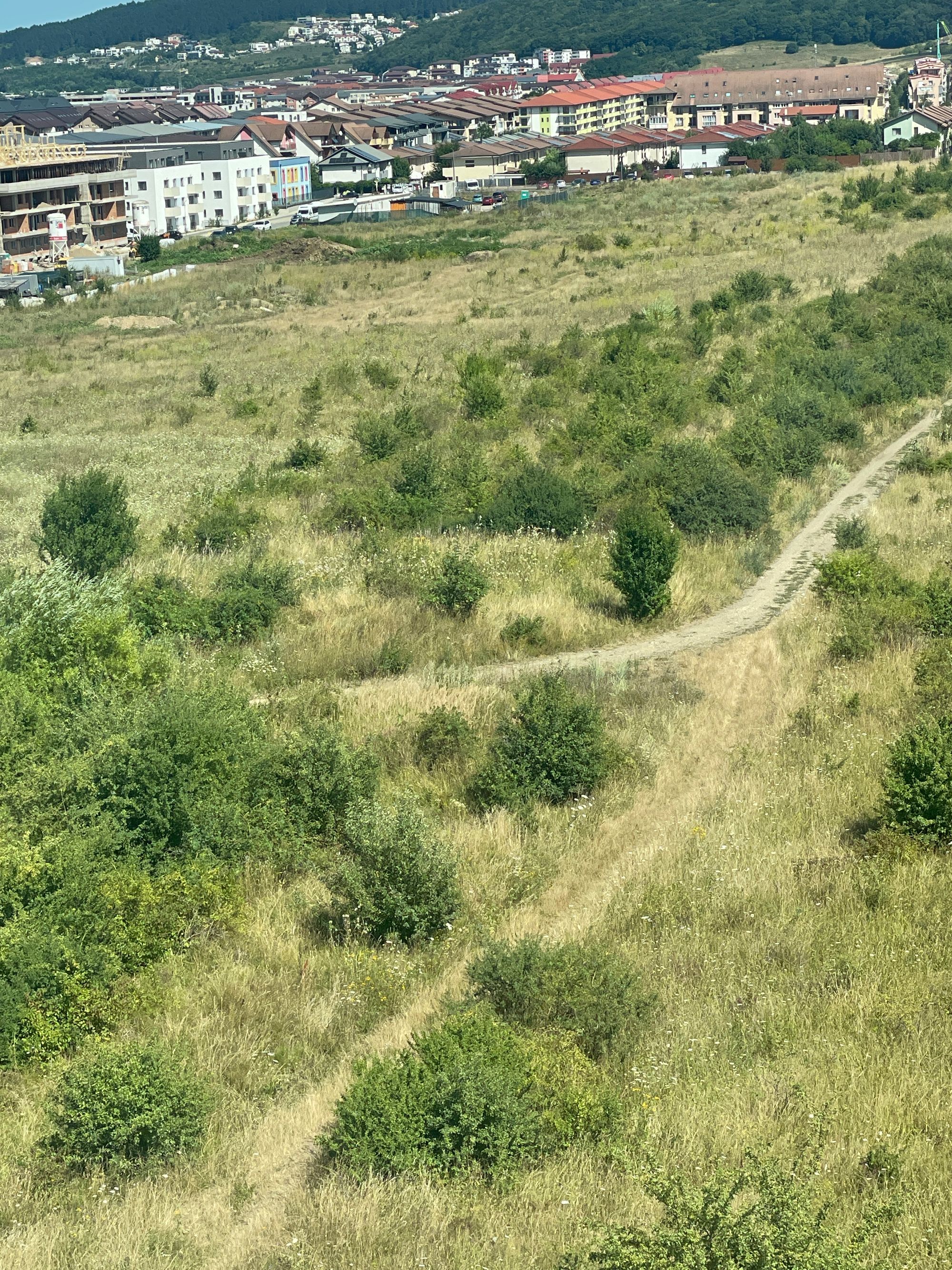 Ambrozie in Strada Șesul de Sus 300, Florești, Comuna Florești, Județul Cluj - image.jpg