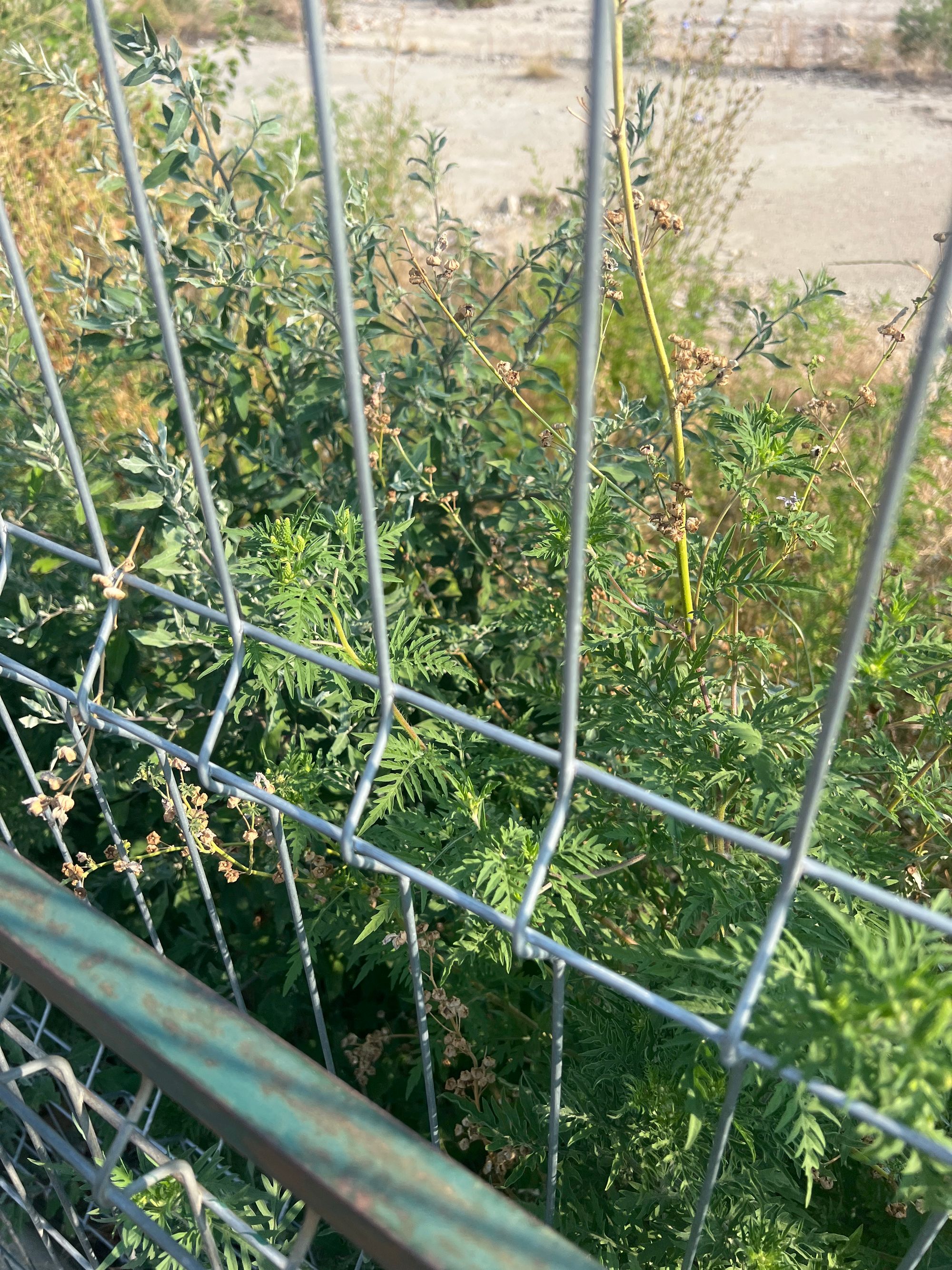 Ambrozie in Strada Vărăști 71, București, Municipiul București - image.jpg