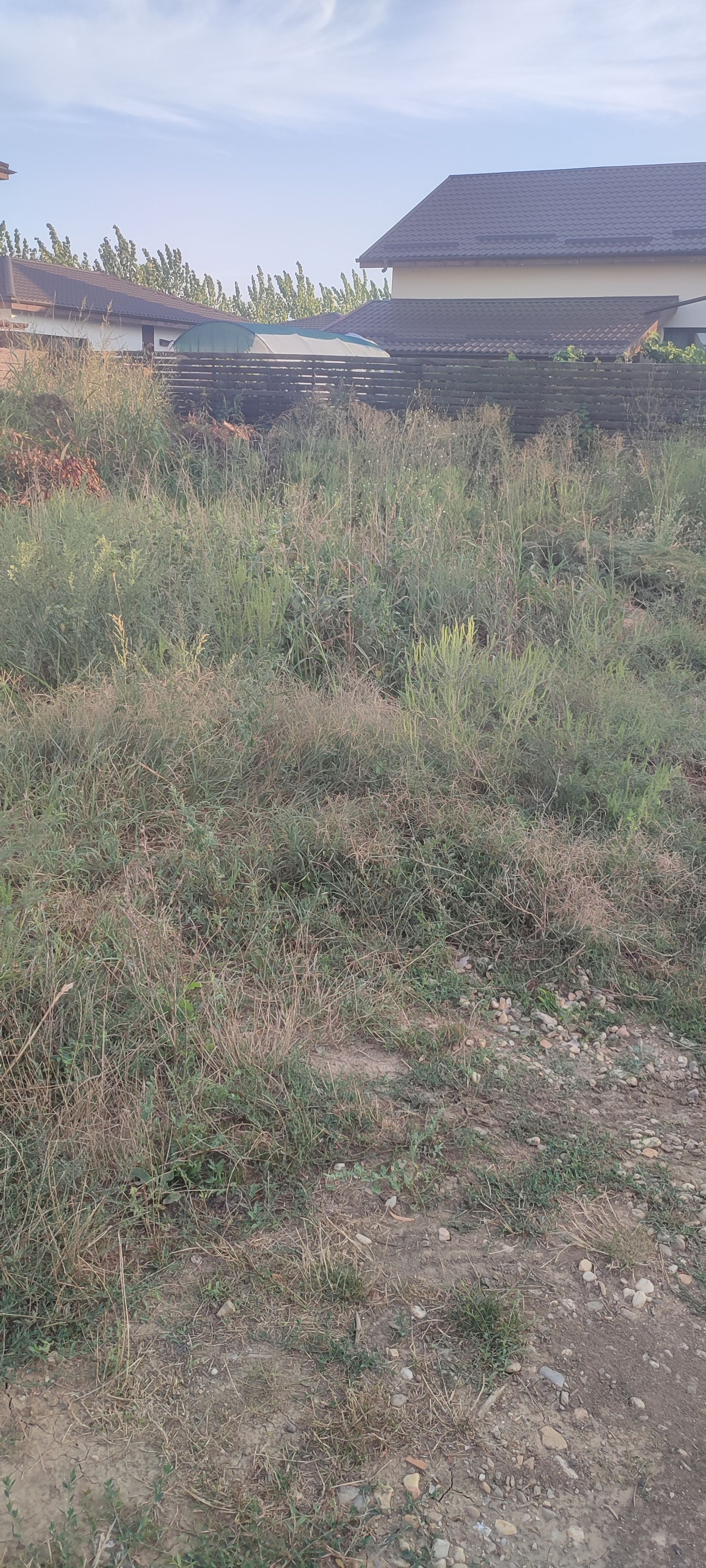Ambrozie in Strada Podul Banului 69D, Joița, Comuna Joița, Județul Giurgiu - inbound5044289484953175440.jpg