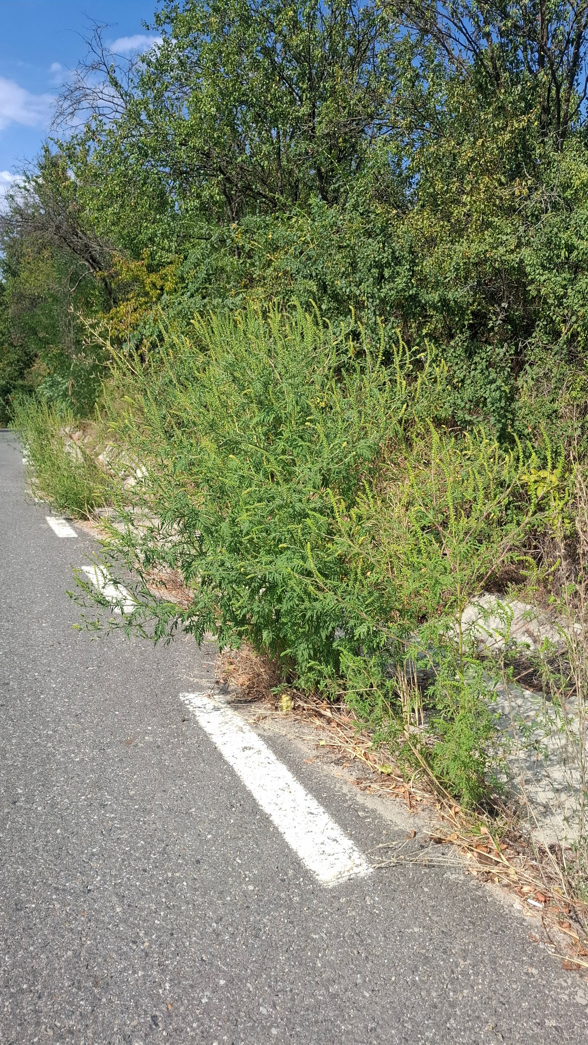 Ambrozie in DJ678 51, Cremenari, Comuna Galicea, Județul Vâlcea - 1000071737.jpg
