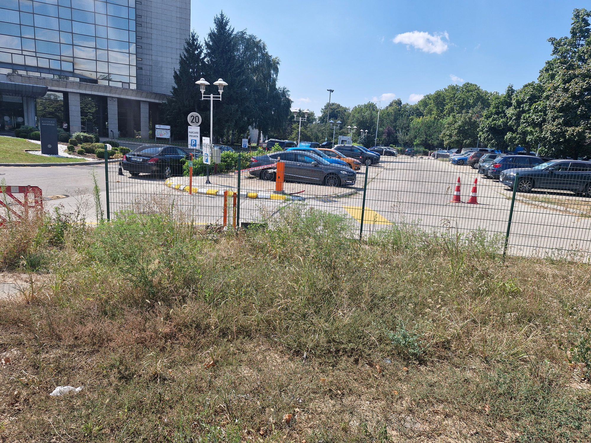 Ambrozie in București, Municipiul București - 1000073414.jpg