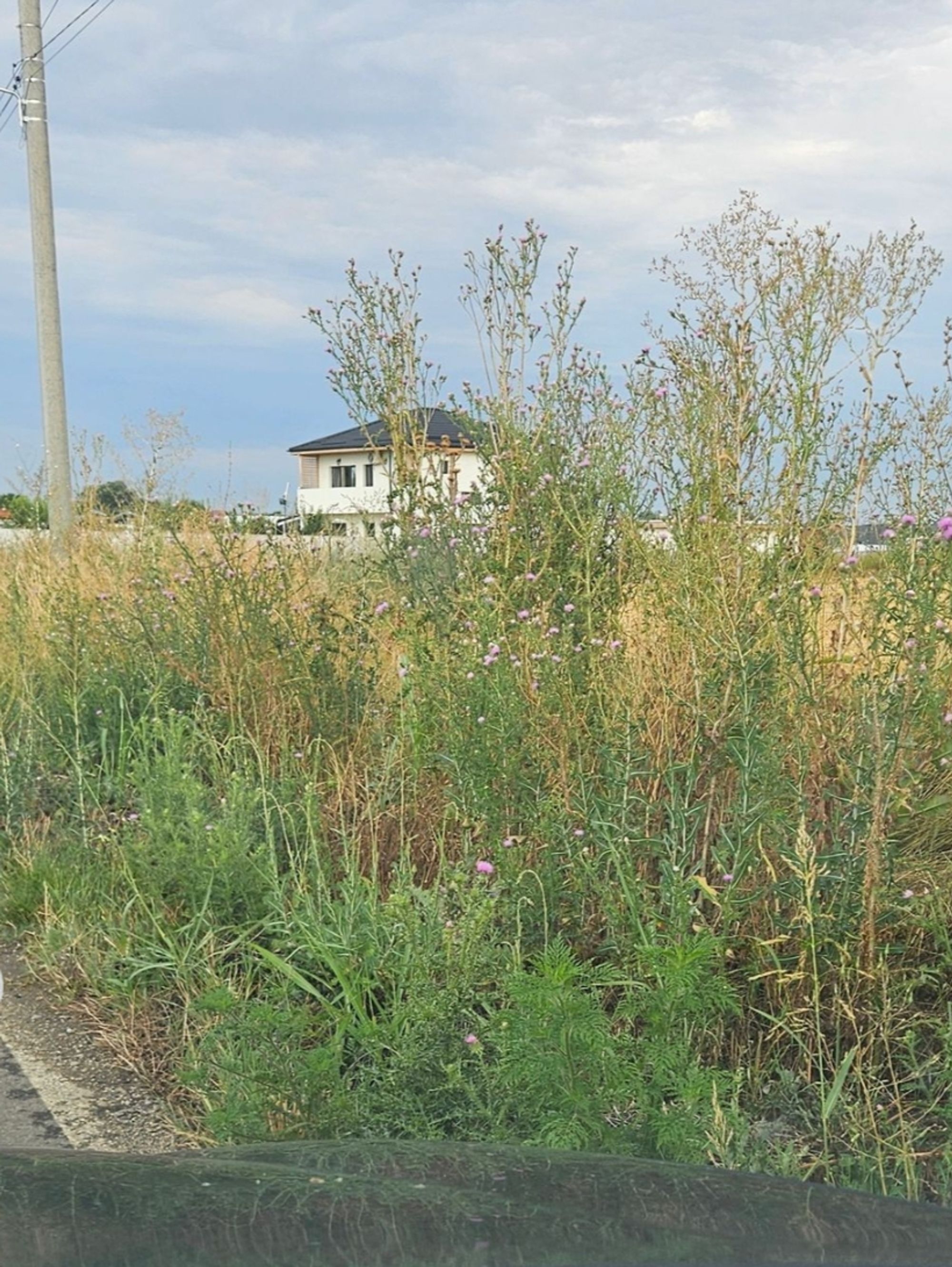 Ambrozie in DC125 13, Clinceni, Comuna Clinceni, Județul Ilfov - IMG_20250919_104114.jpg