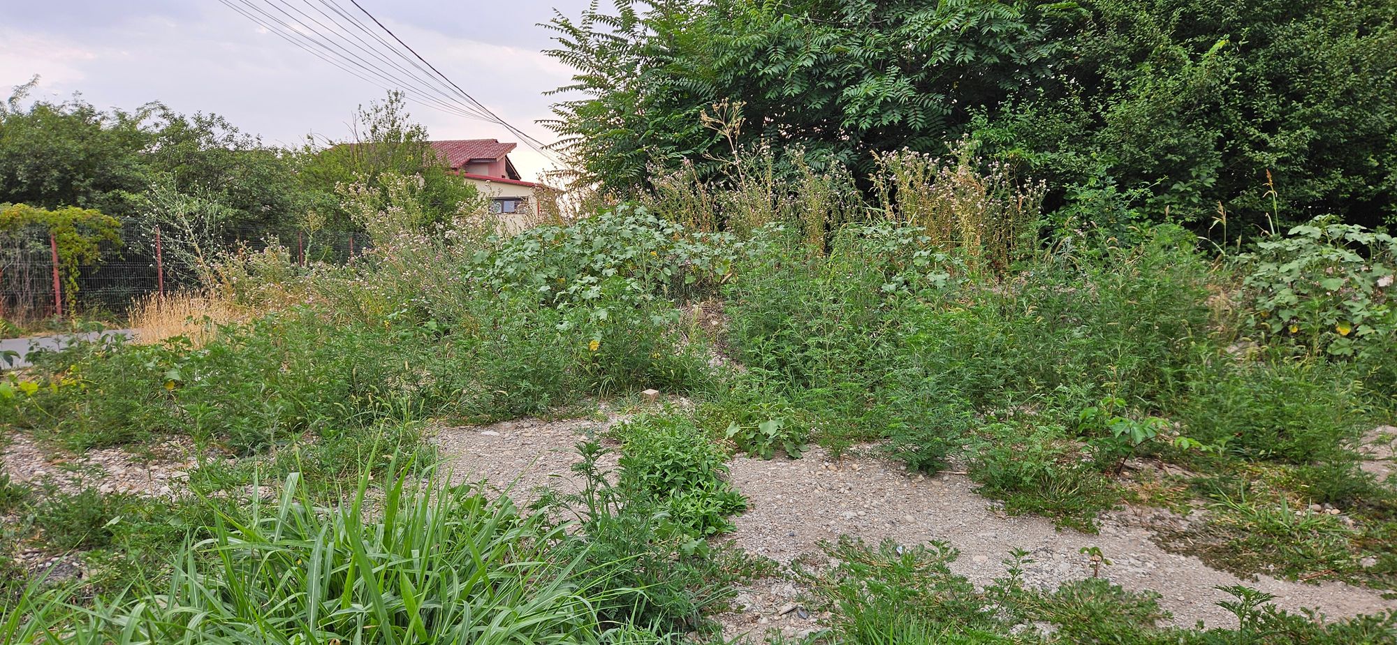 Ambrozie in Strada Luceafărului 10, Domnești, Comuna Domnești, Județul Ilfov - 20250725_193131.jpg