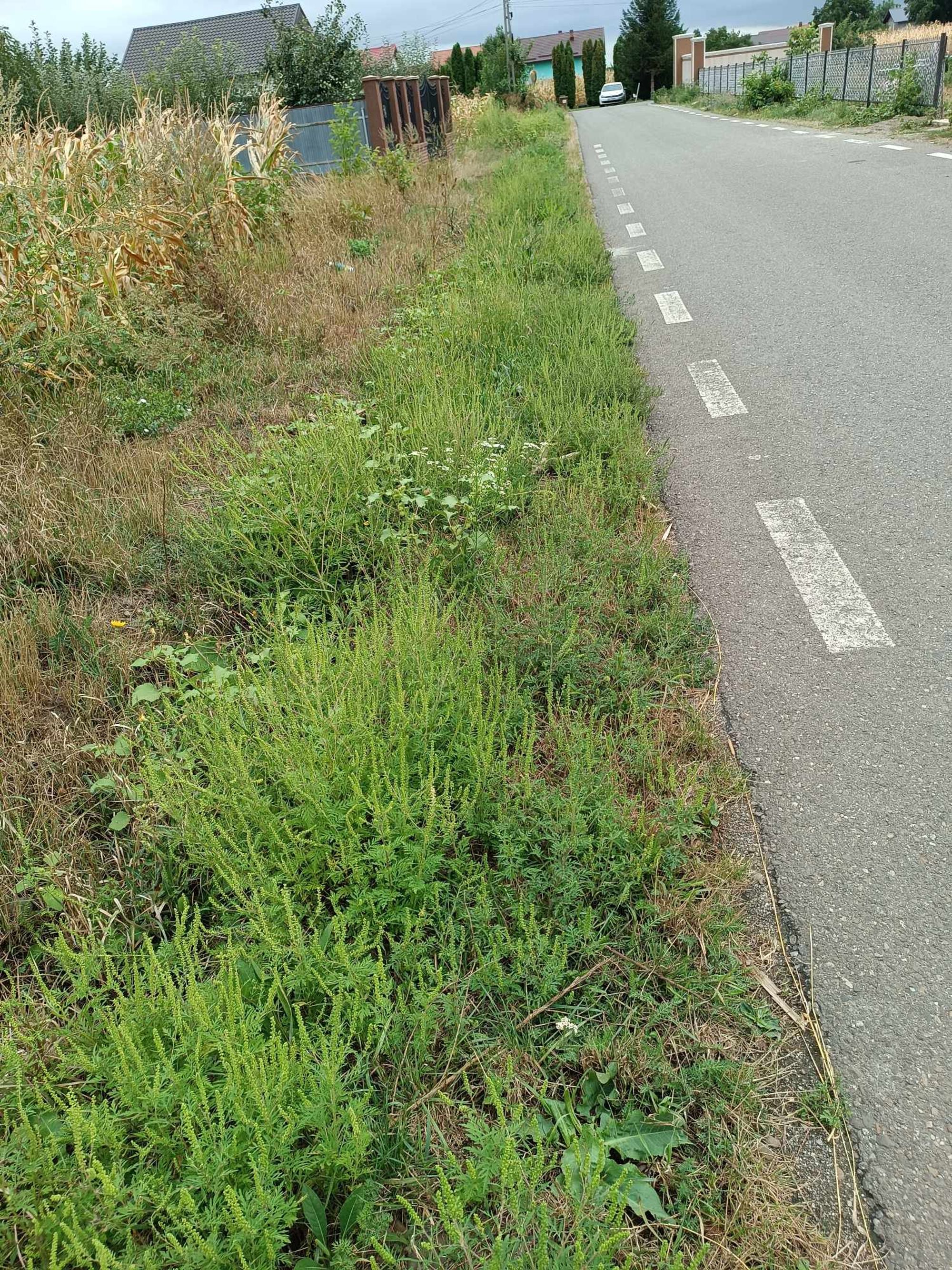 Ambrozie in Strada Privighetorii 149, Săbăoani, Comuna Săbăoani, Județul Neamț - received_792852729509627.jpeg