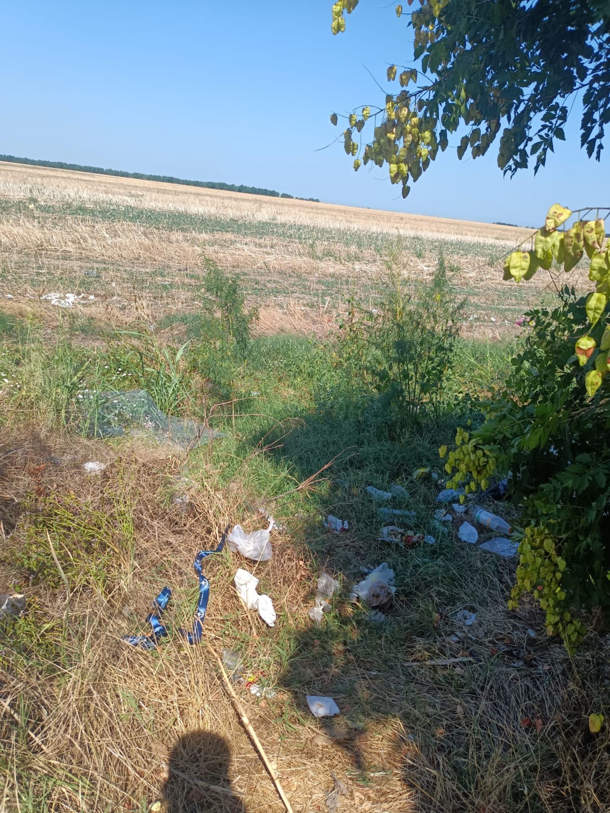 Ambrozie in E85 11, Ciocârlia, Comuna Ciocârlia, Județul Ialomița - IMG-20250814-WA0000.jpg