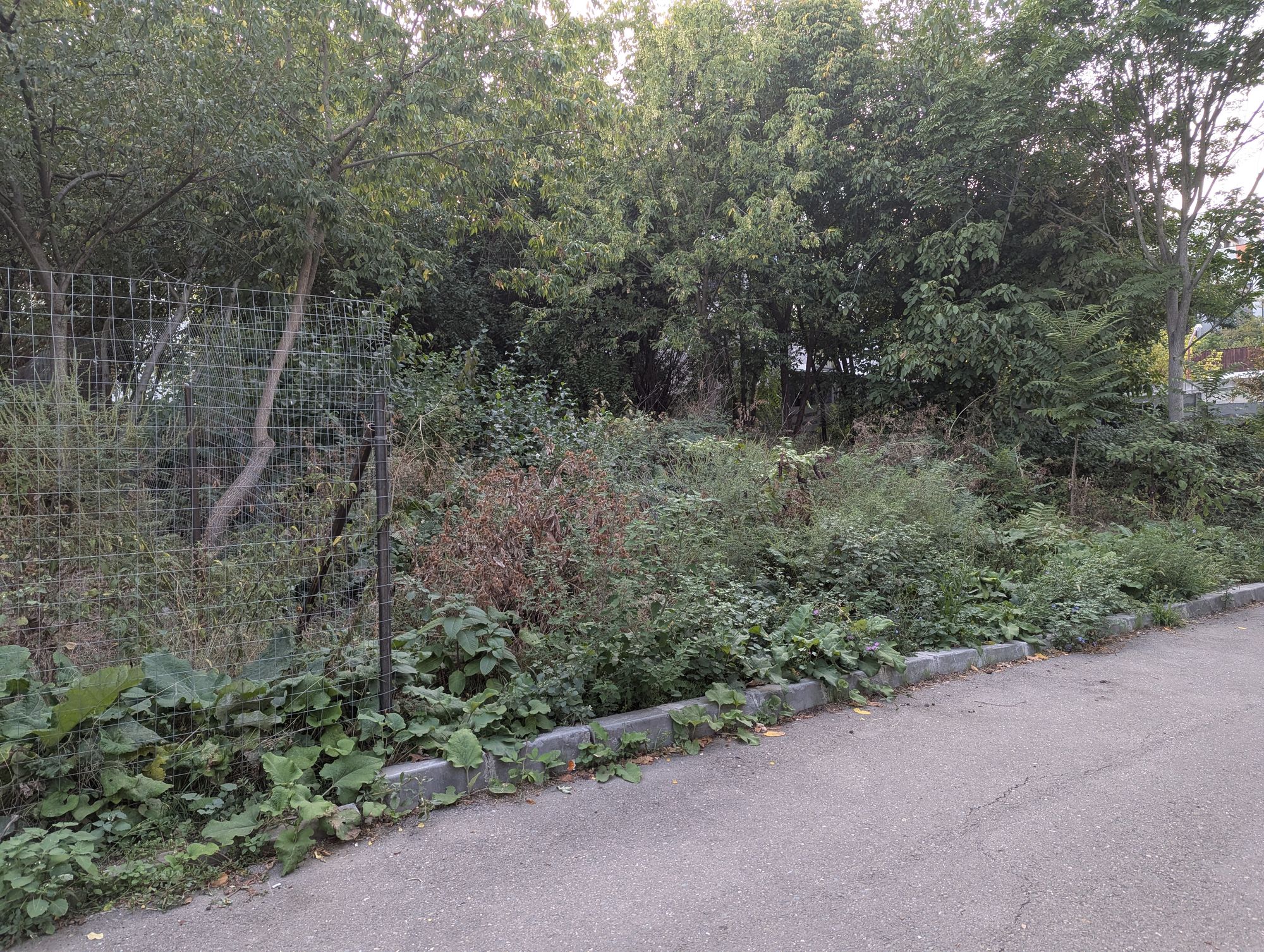 Ambrozie in Strada Cremenița 37b, București, Municipiul București