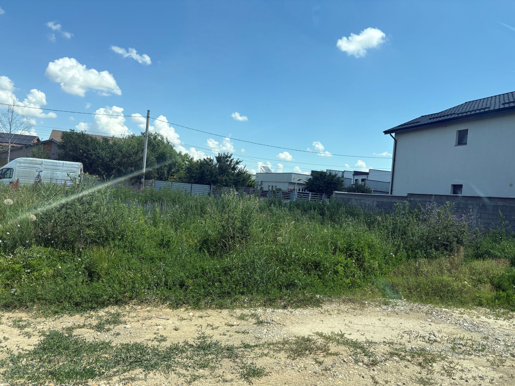 Ambrozie in Strada Teilor 50, Craiova, Comuna Malu Mare, Județul Dolj