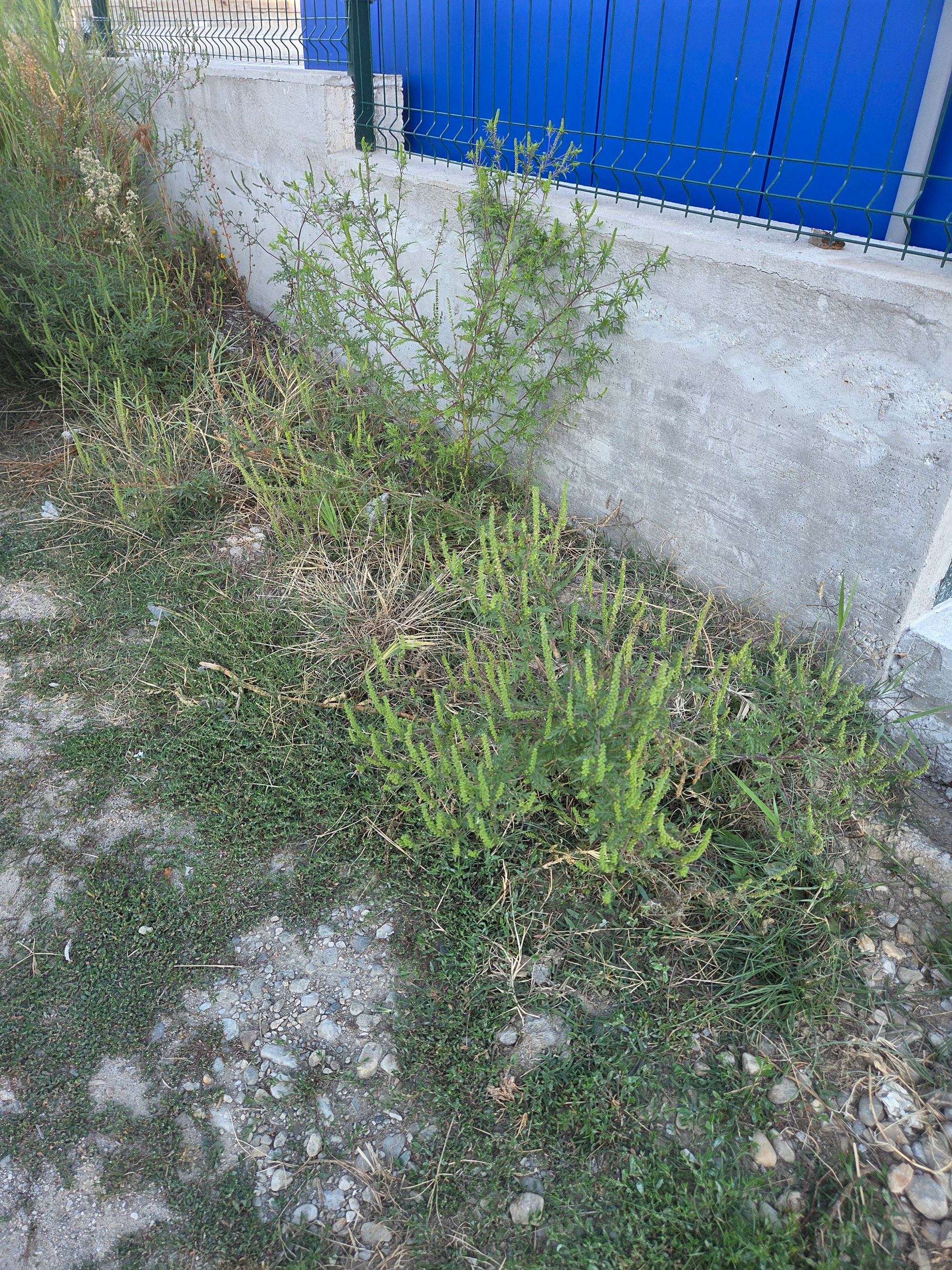 Ambrozie in Strada Valea Geamăna 144, Geamăna, Comuna Bradu, Județul Argeș
