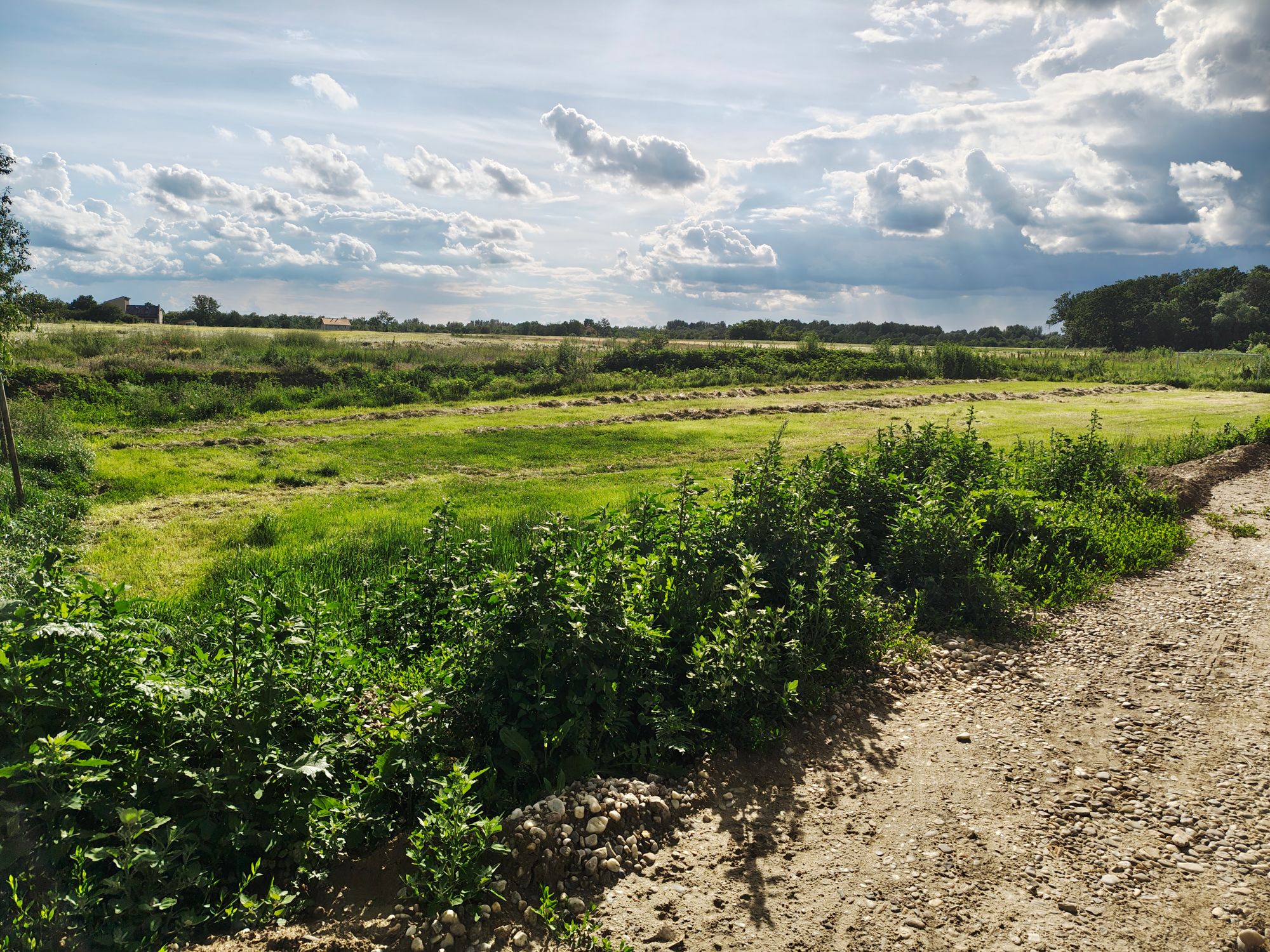 Ambrozie in Strada Stejarului 12C, Țegheș, Comuna Domnești, Județul Ilfov - IMG_20250529_174113485.jpg