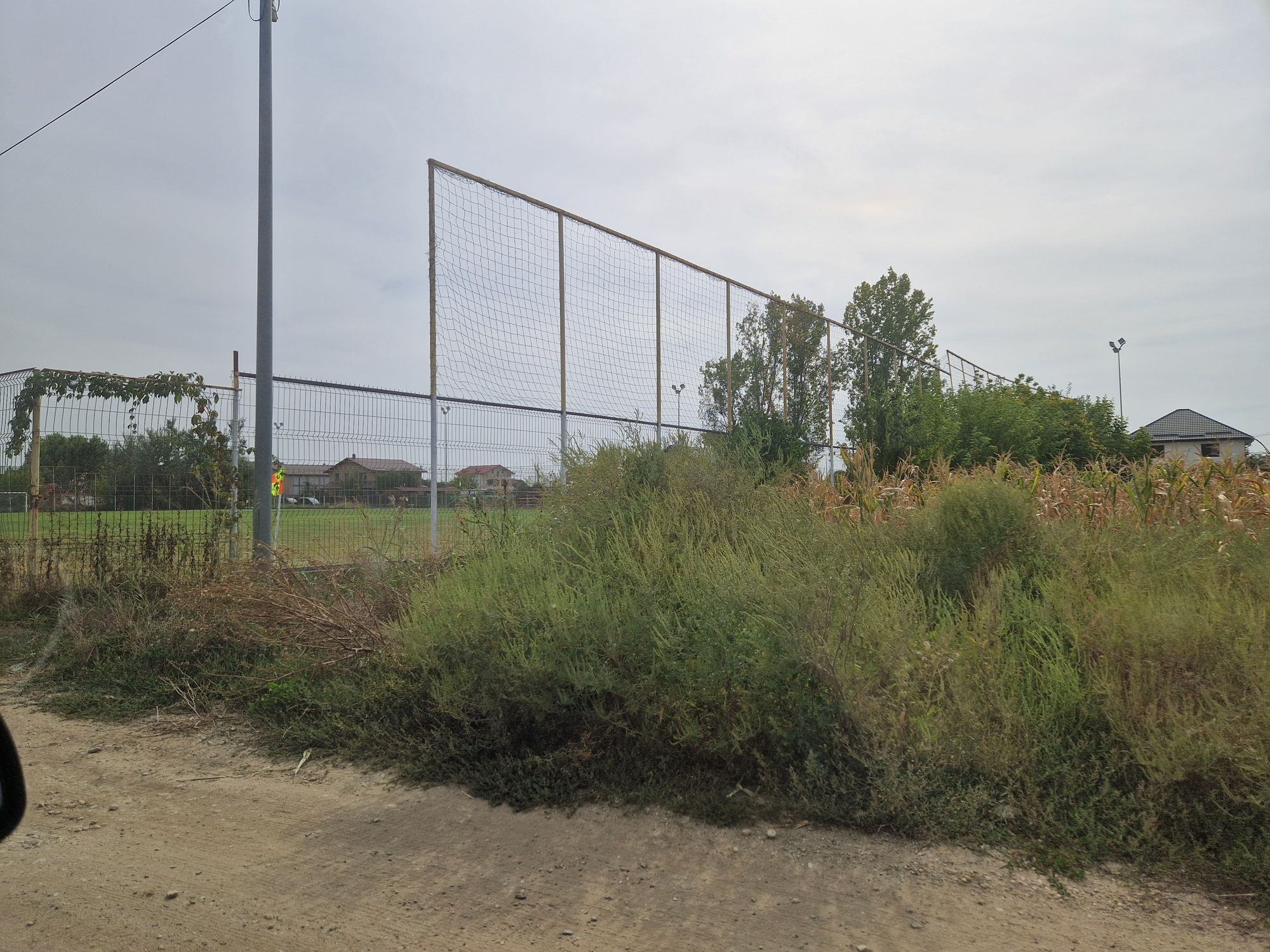 Ambrozie in DJ601 3, Bolintin-Deal, Comună Bolintin-deal, Județul Giurgiu - 20250907_153957.jpg