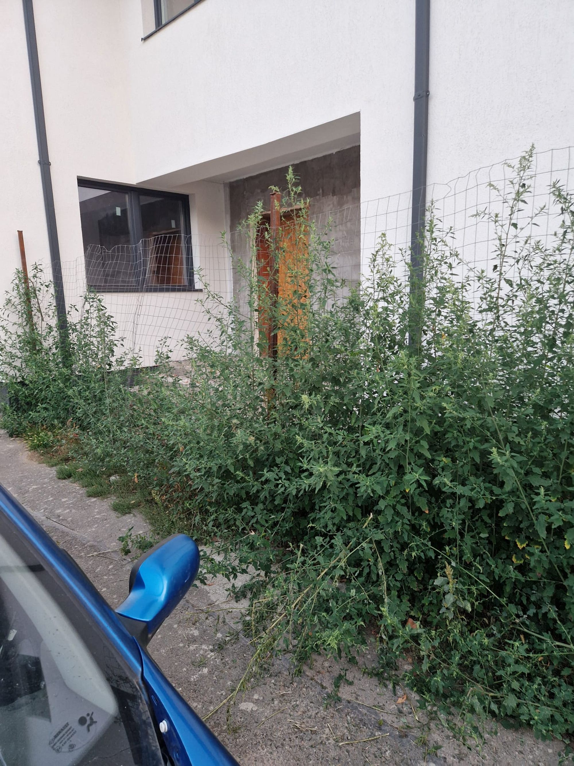 Ambrozie in Strada Ciocăneşti 8, București, Municipiul București