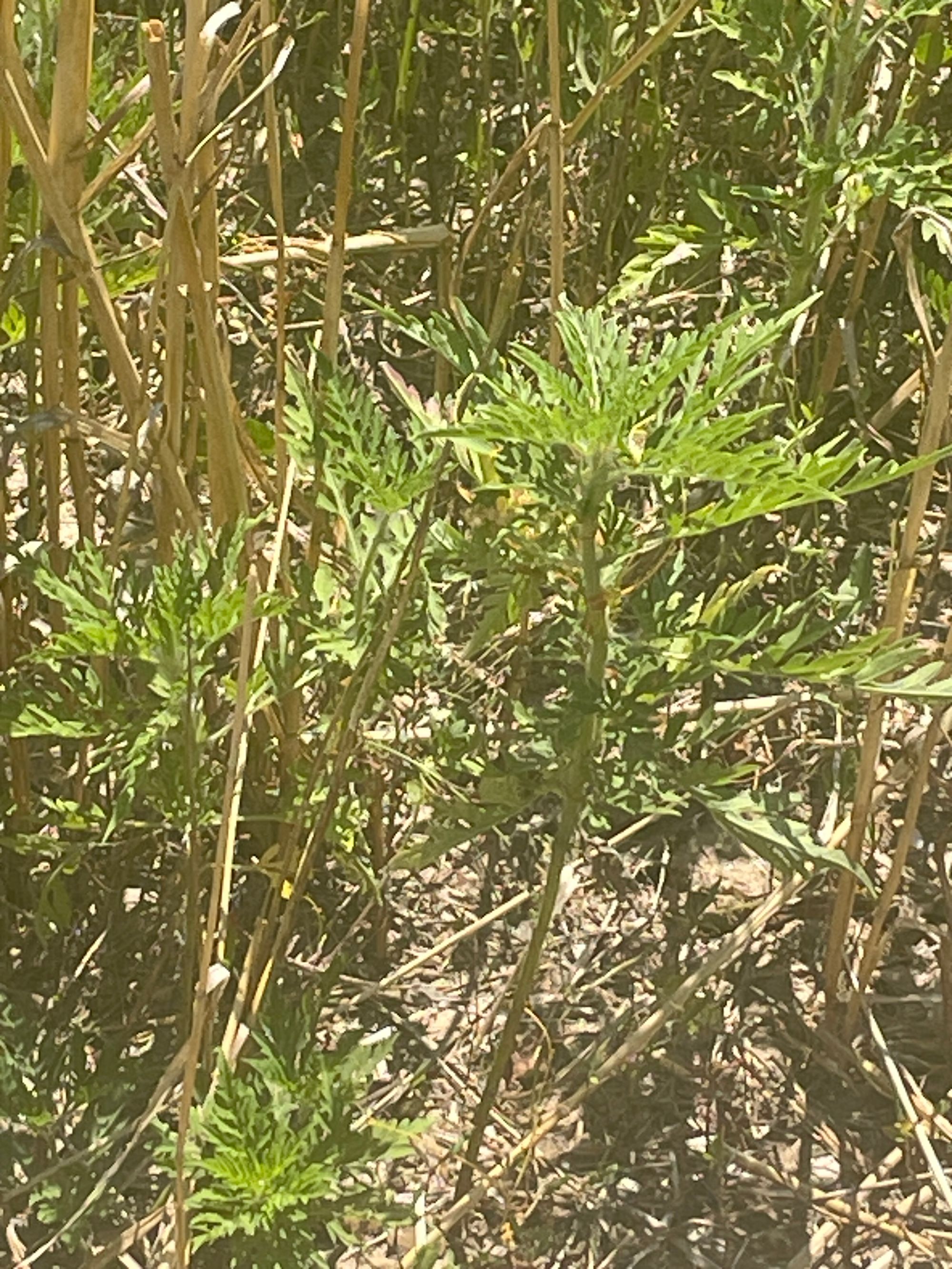 Ambrozie in Strada Poet George Țărnea nr. 7, Pantelimon, Oraş Pantelimon, Județul Ilfov - IMG_2865.jpeg