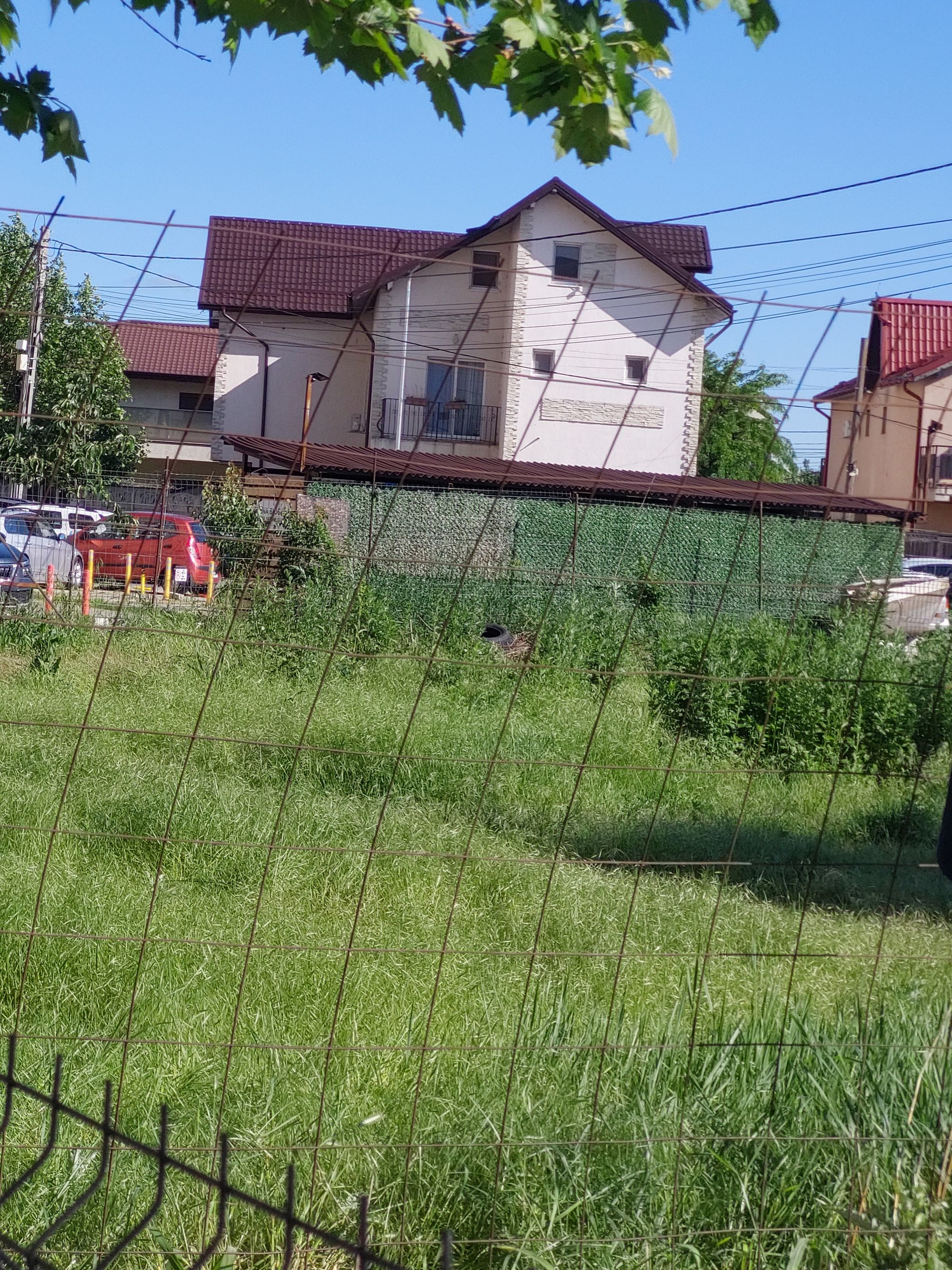 Ambrozie in Strada Neamului 12, Bragadiru, Oraș Bragadiru, Județul Ilfov - 20260518_171242.jpg