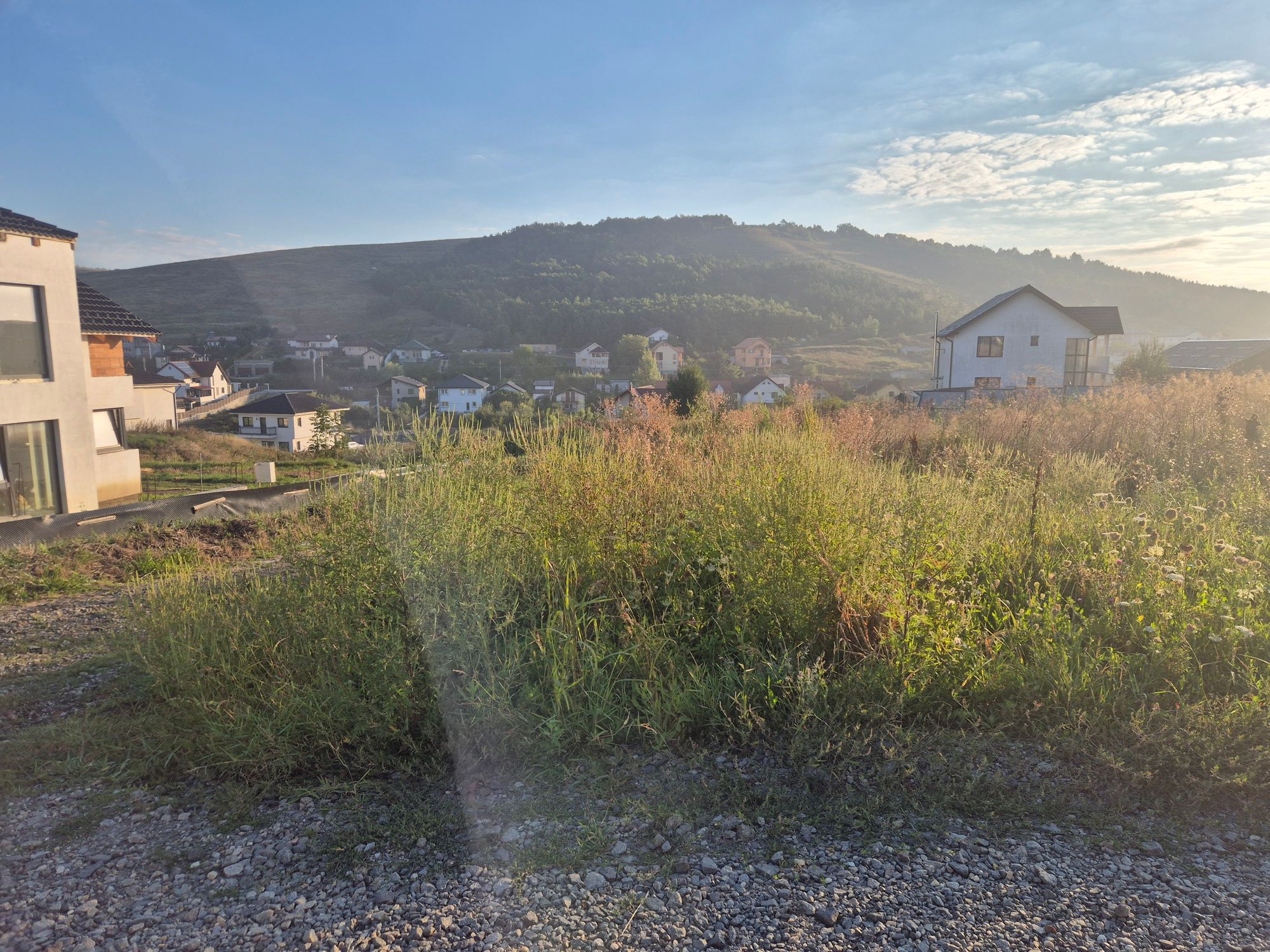 Ambrozie in Strada Ghiocelului 37, Câmpenești, Comuna Apahida, Județul Cluj - 20250827_074329.jpg