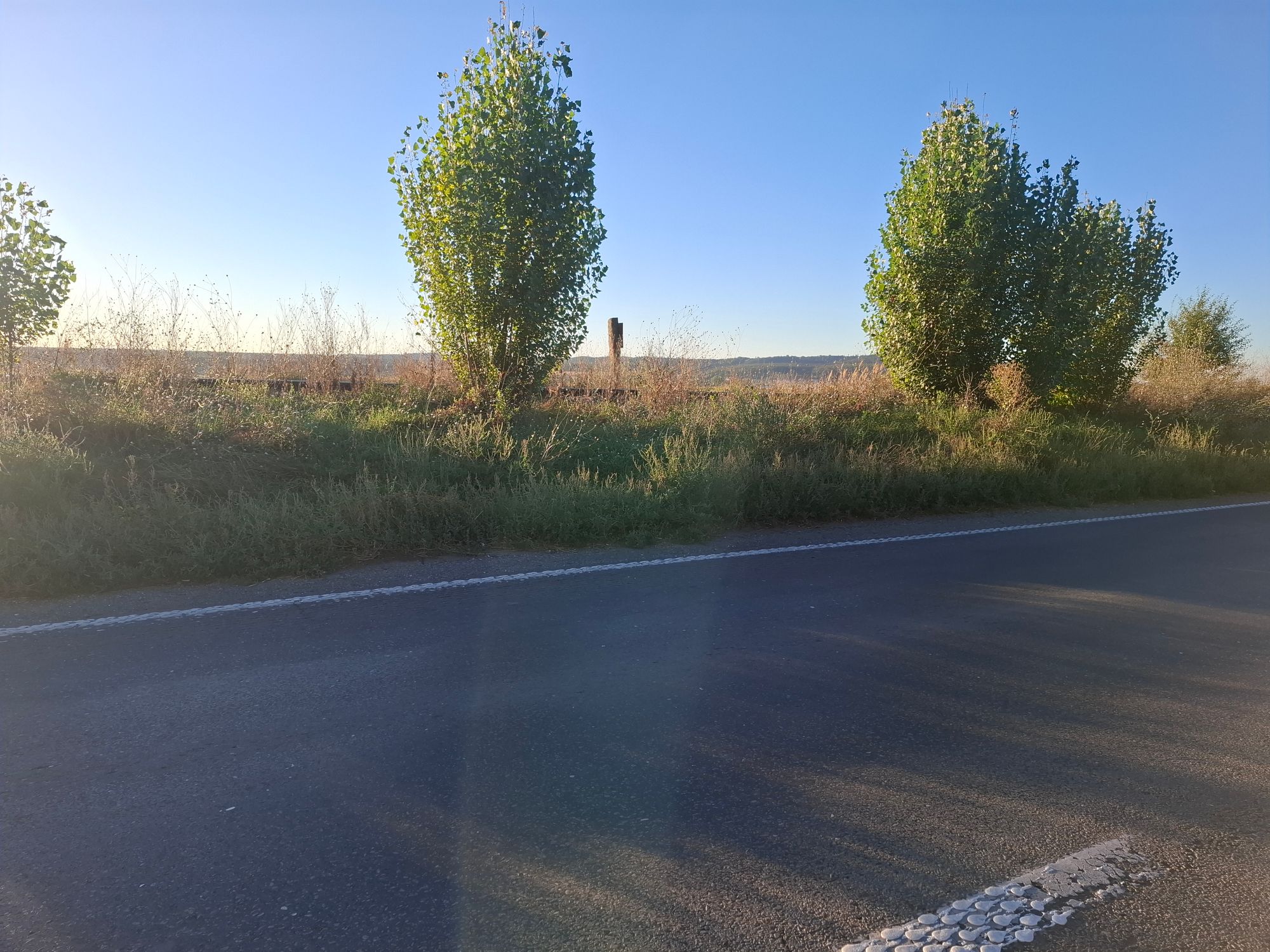 Ambrozie in DN1A 265, Zamfira, Județul Prahova - 17887555493543626073728021817820.jpg