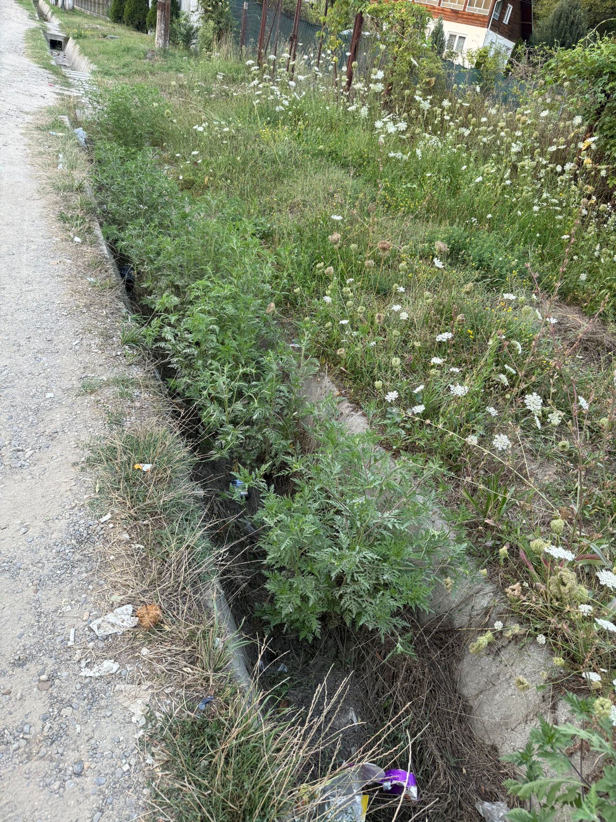 Ambrozie in Surani, Comuna Surani, Județul Prahova - IMG-20250815-WA0029.jpg