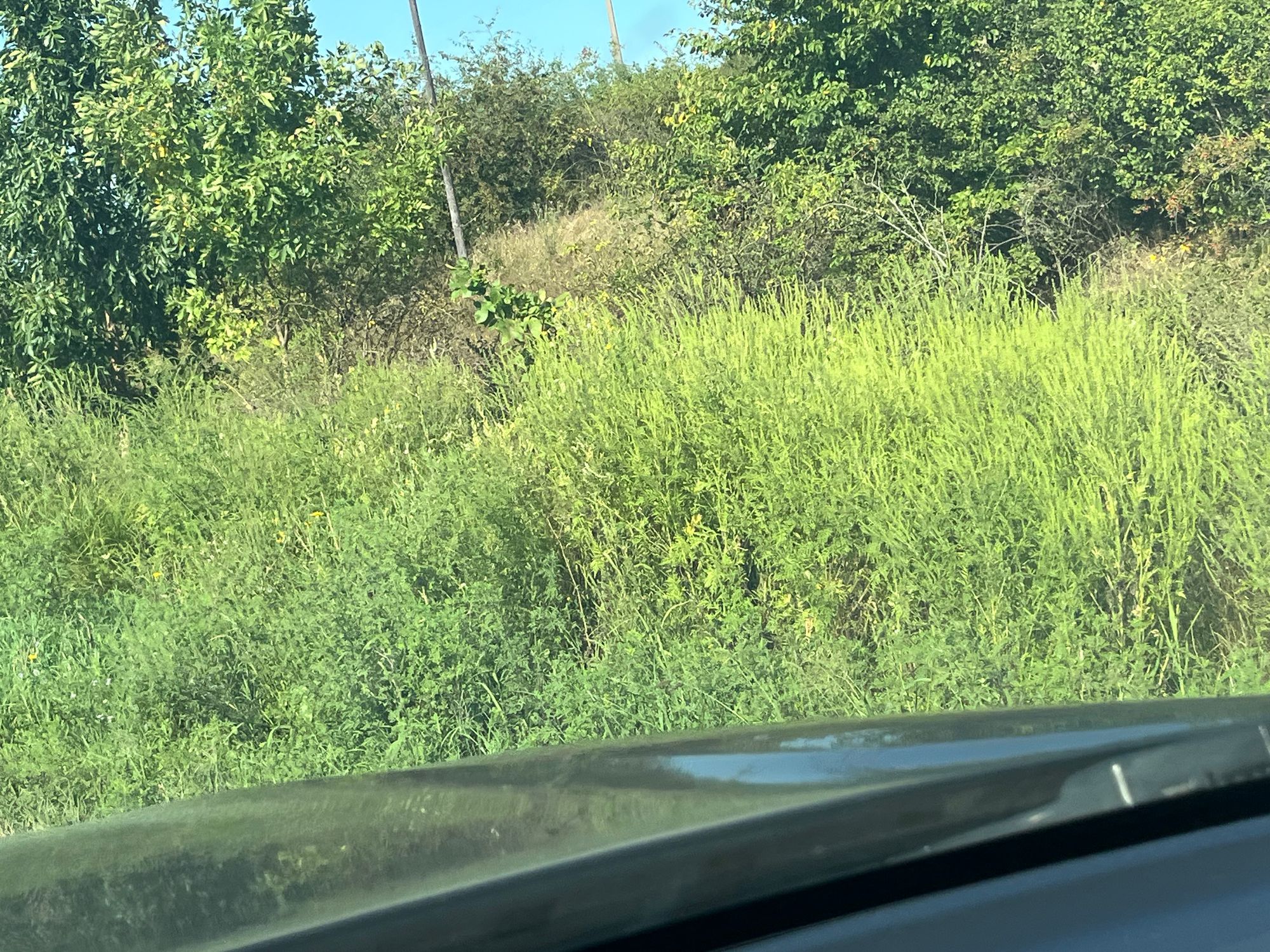 Ambrozie in Mogoșești, Comuna Mogoșești, Județul Iași - IMG_5132.jpeg