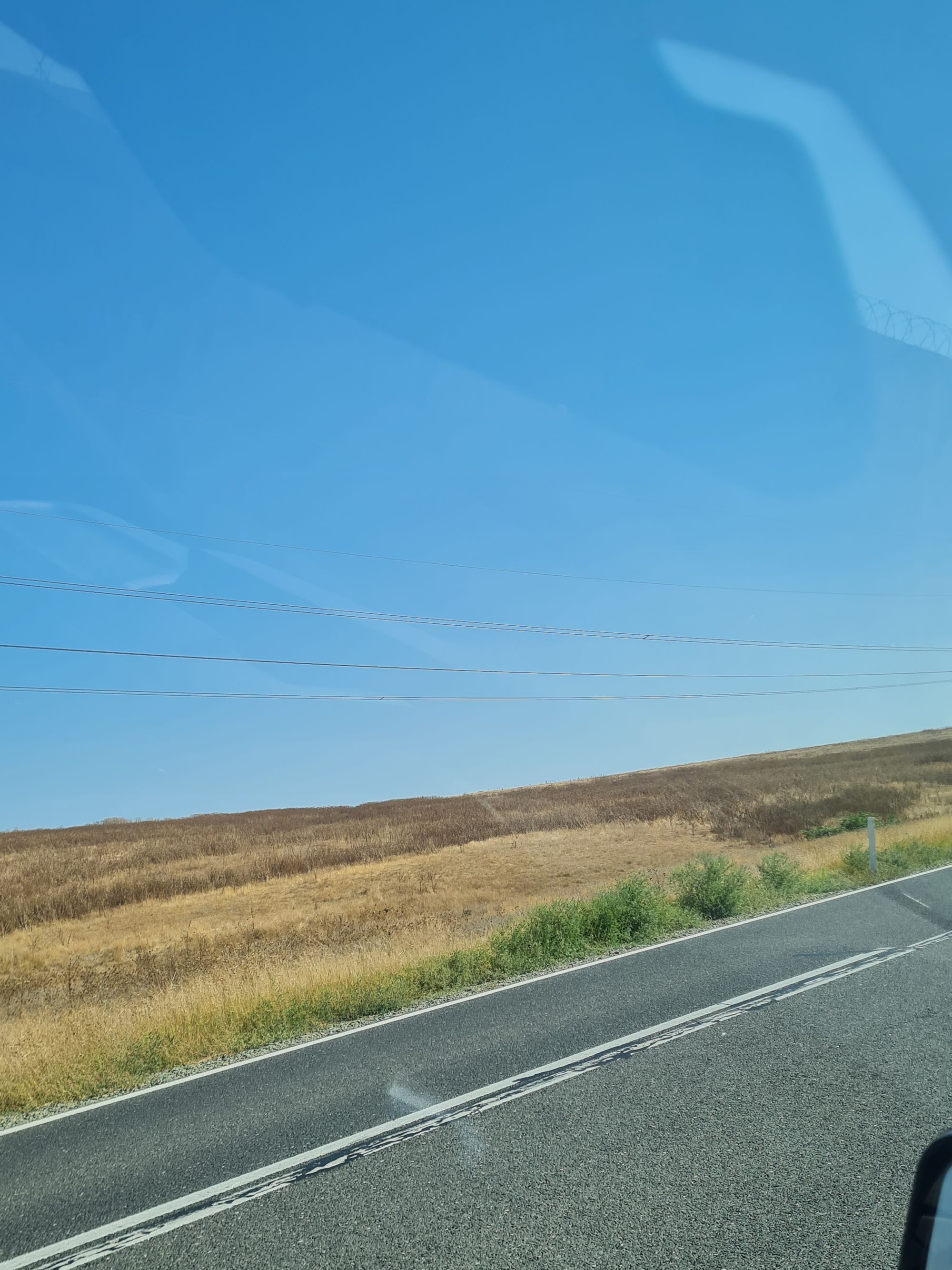 Ambrozie in Piatra, Comuna Mihail Kogălniceanu, Județul Constanța - 20250829_153212.jpg