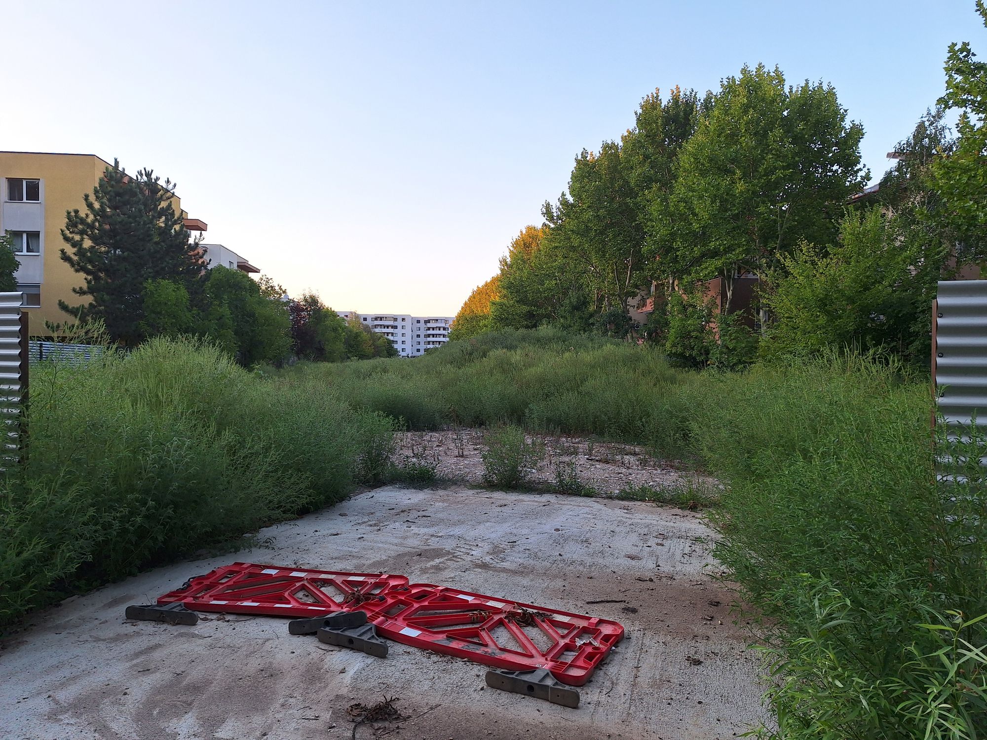 Ambrozie in Drumul Pădurea Pustnicu 141k, București, Municipiul București - 20250824_194831.jpg