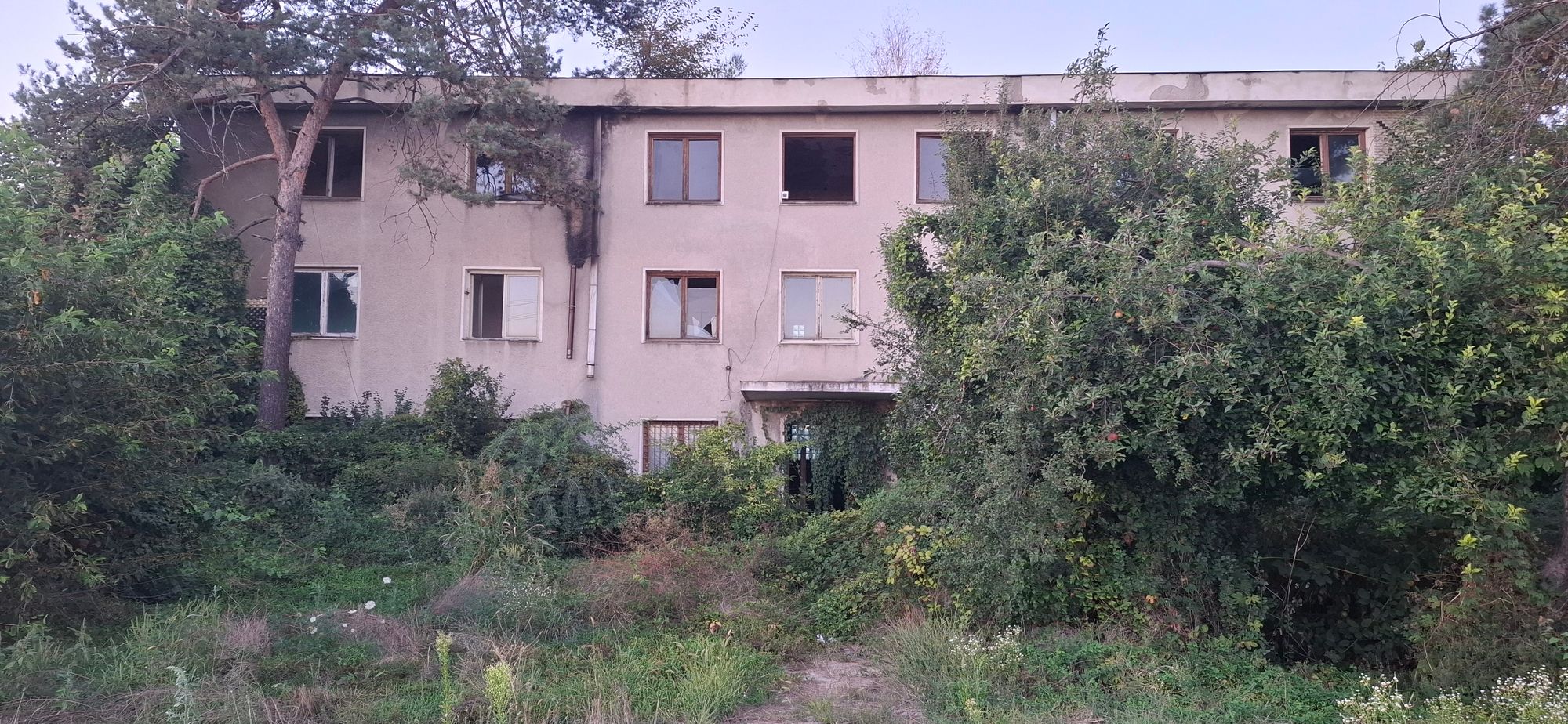 Ambrozie in Strada Bucla Gării ,Golești, Oraș Ștefănești, Județul Argeș - 20260906_194531.jpg
