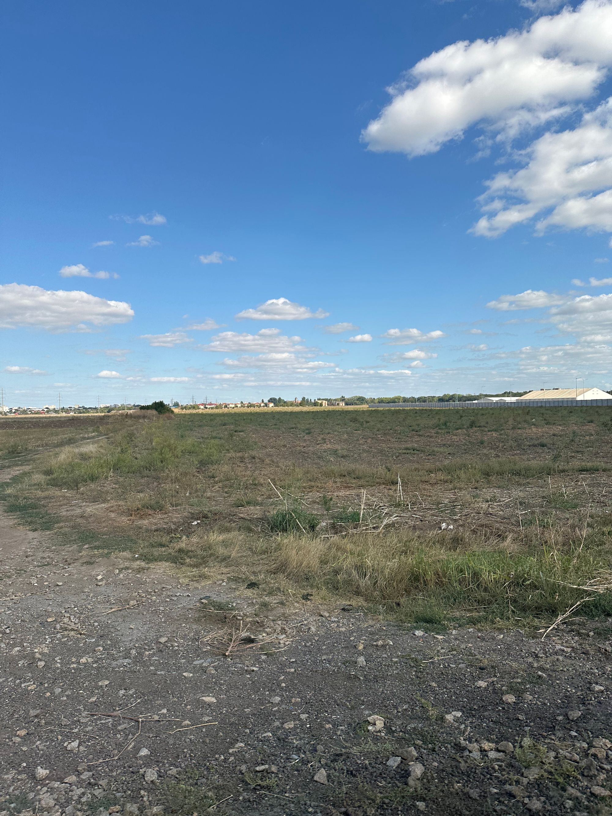 Ambrozie in Brăila, Județul Brăila - IMG_7058.jpeg