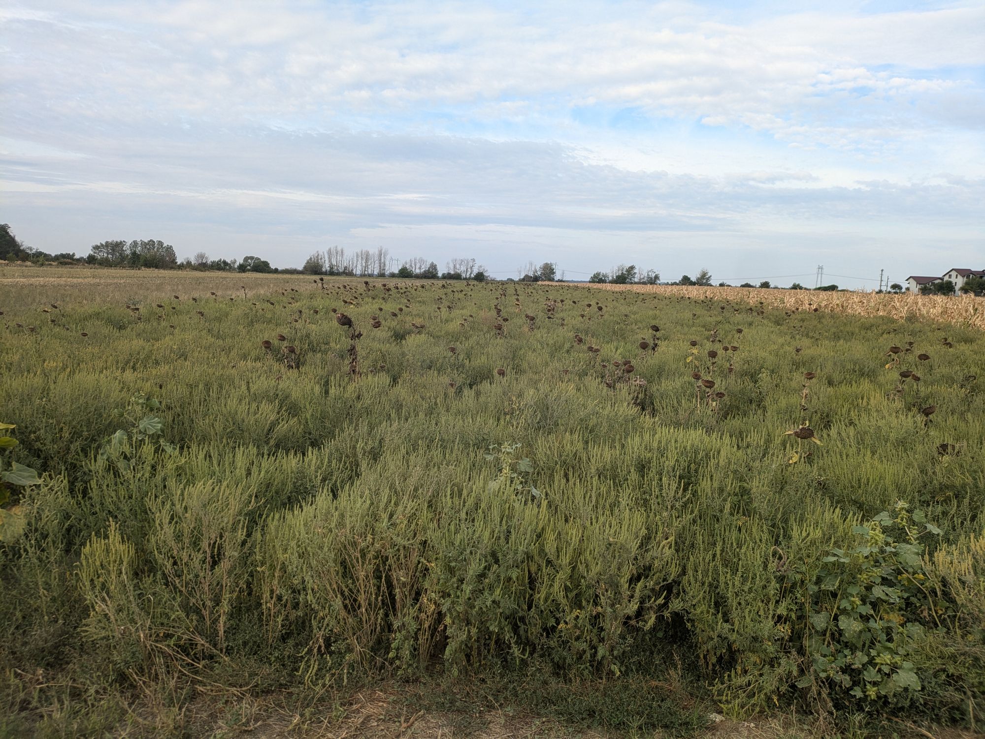 Ambrozie in Strada Codrului 1, Gulia, Comuna Tărtășești, Județul Dâmbovița - PXL_20250911_055534419.jpg