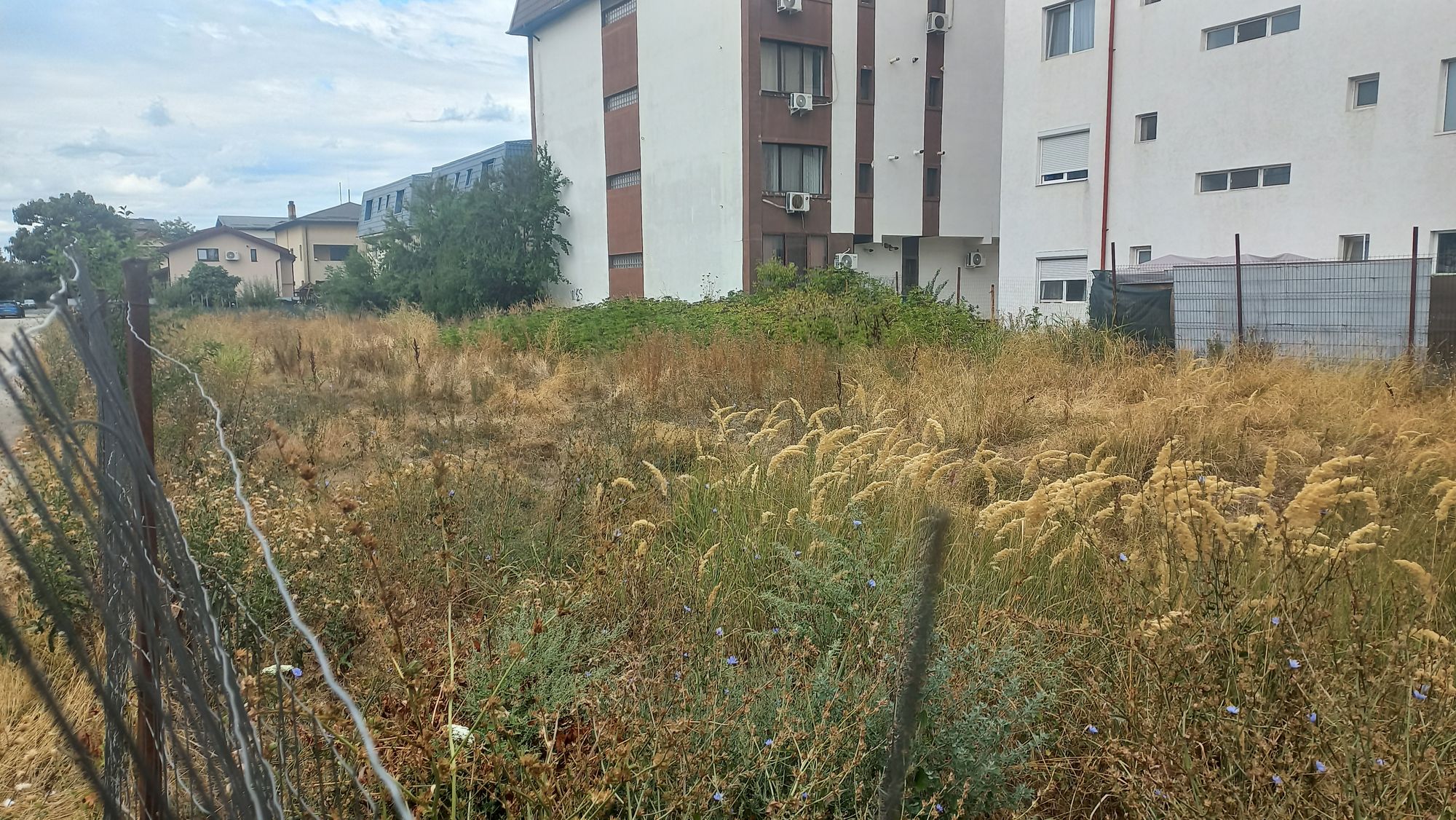 Ambrozie in Intrarea Buturugeni 24, București, Municipiul București - 20250825_114524.jpg