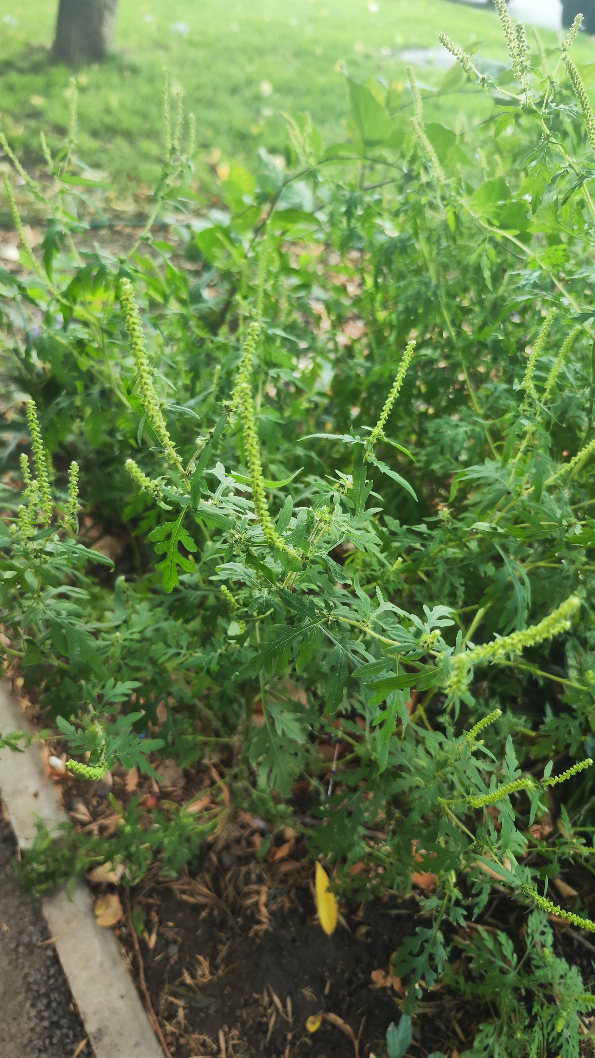 Ambrozie in Drumul Taberei 59, București, Municipiul București - IMG_20250913_145353.jpg