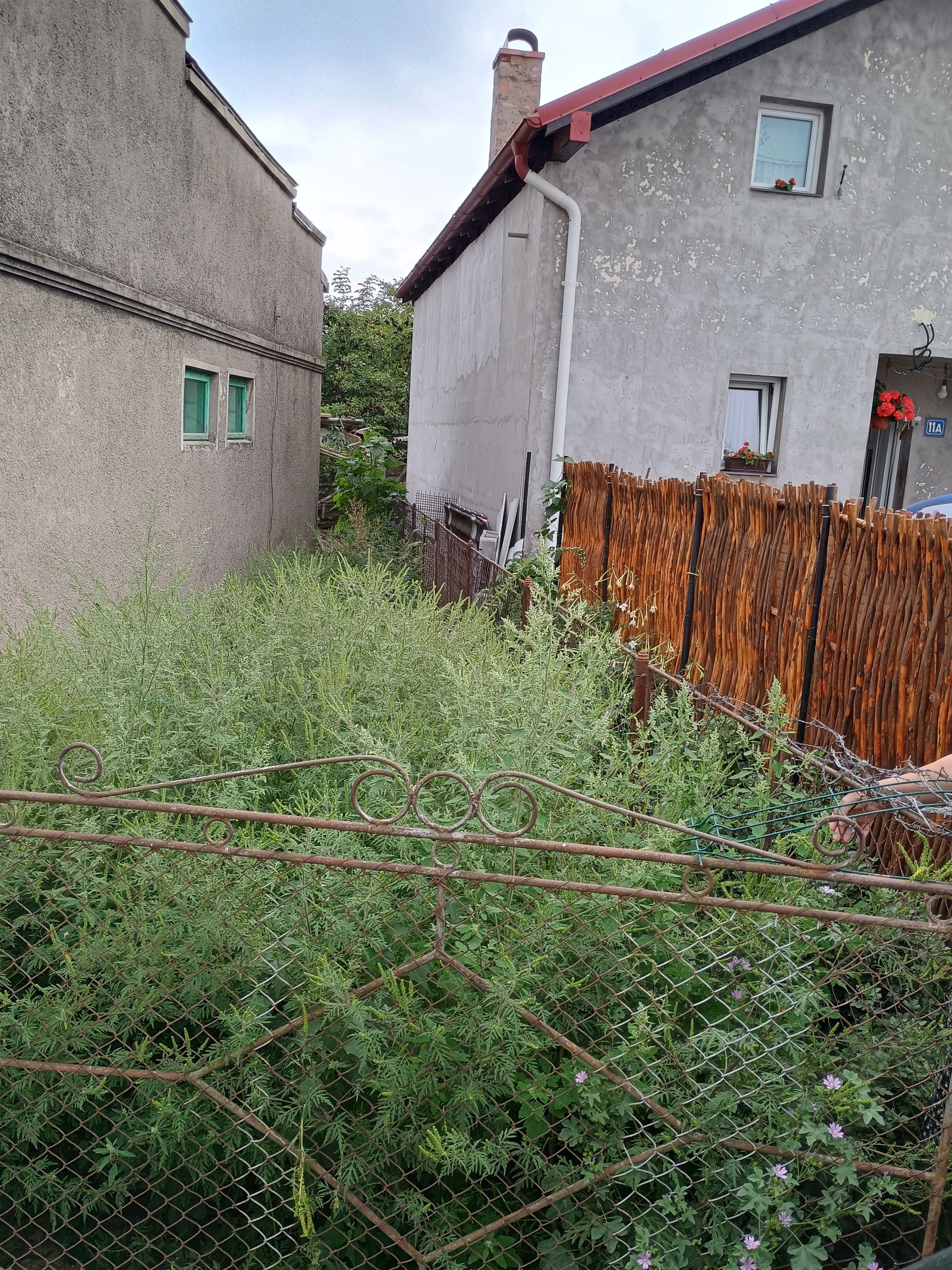 Ambrozie in Strada Alexandru Voievidca 11, Suceava, Municipiu Suceava, Județul Suceava - 1000013377.jpg