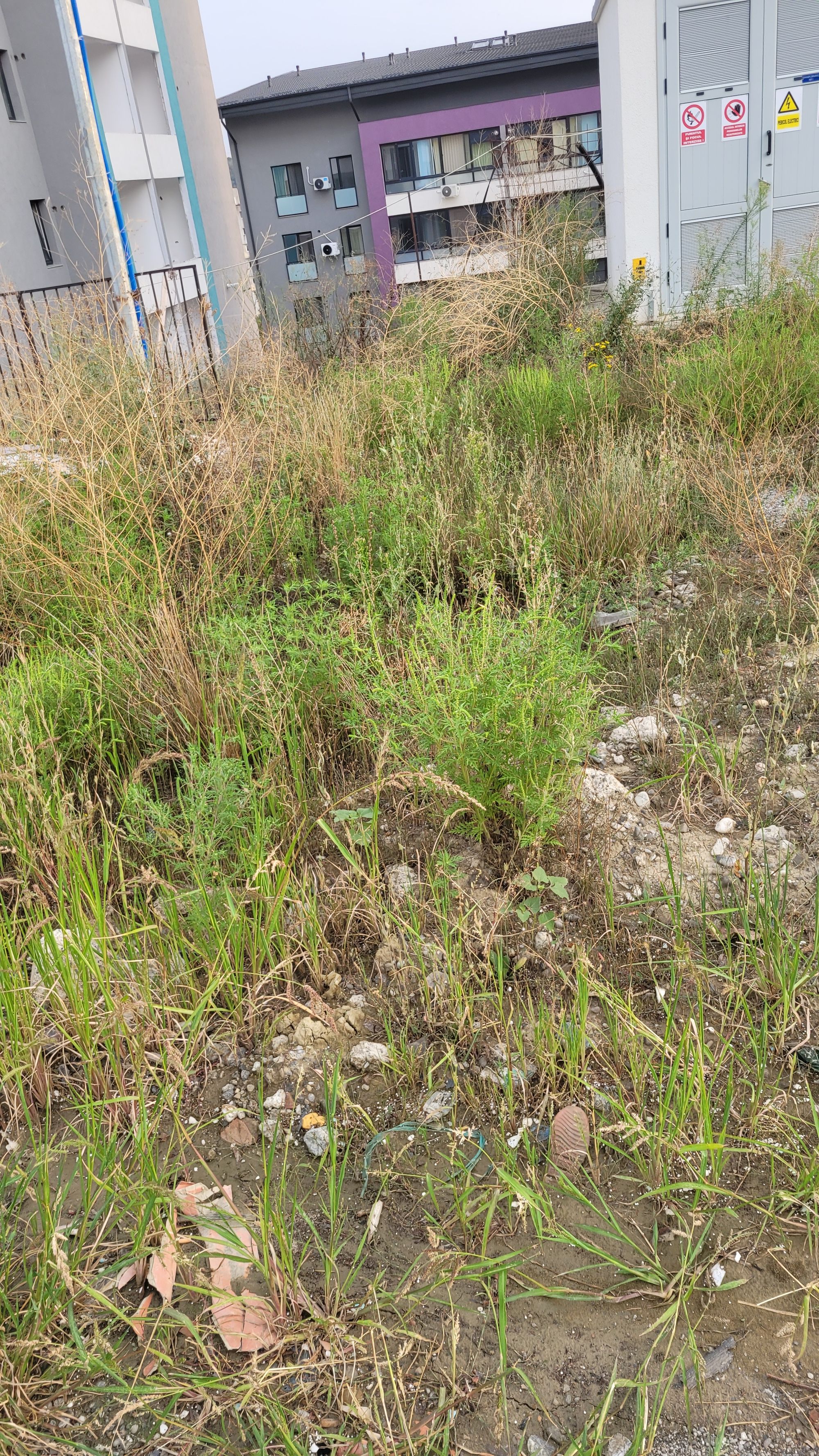 Ambrozie in Strada Nicolae Oblu 20, Iași, Municipiu Iaşi, Județul Iași - 20240830_192218.jpg