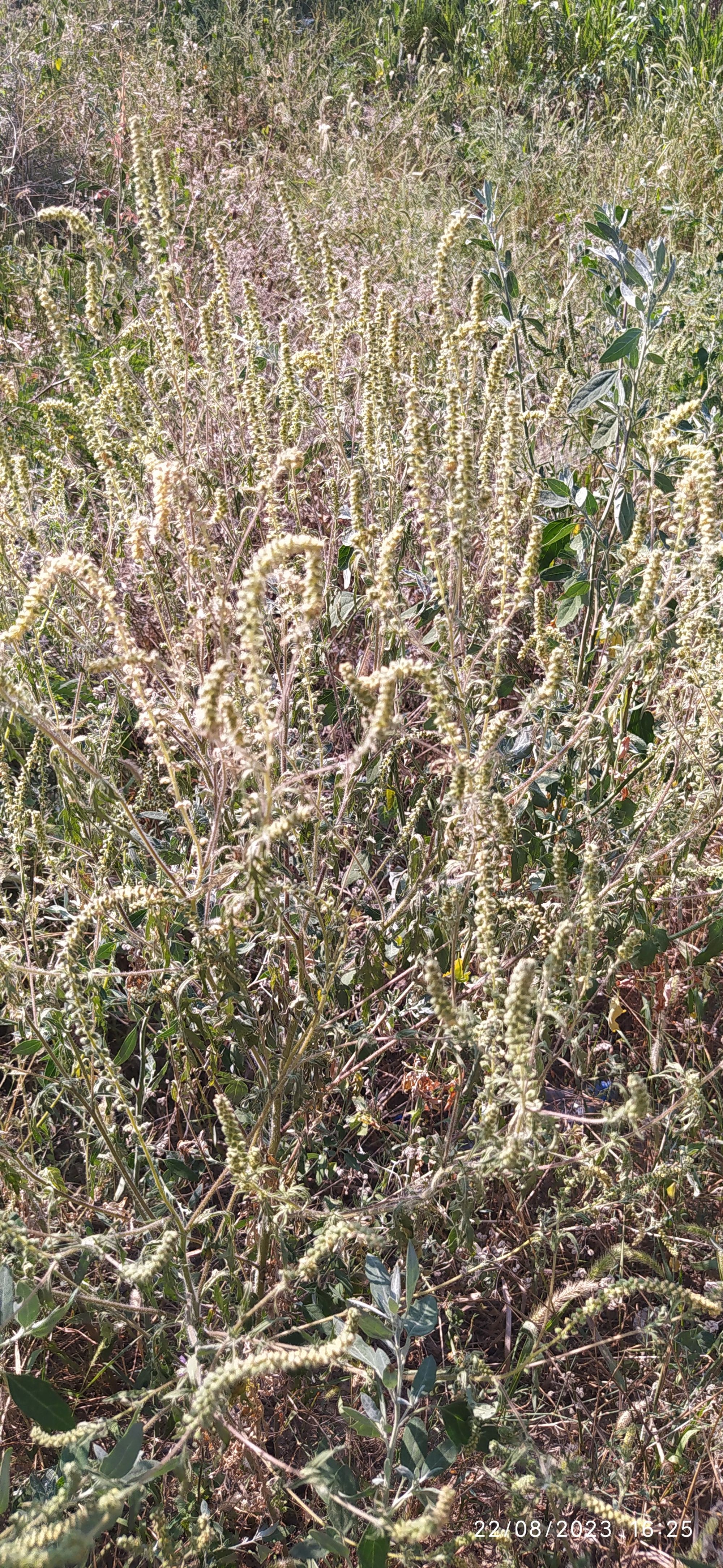 Ambrozie in Bulevardul Dunărea 32, Galați, Municipiu Galaţi, Județul Galați - IMG_20230822_162513.jpg