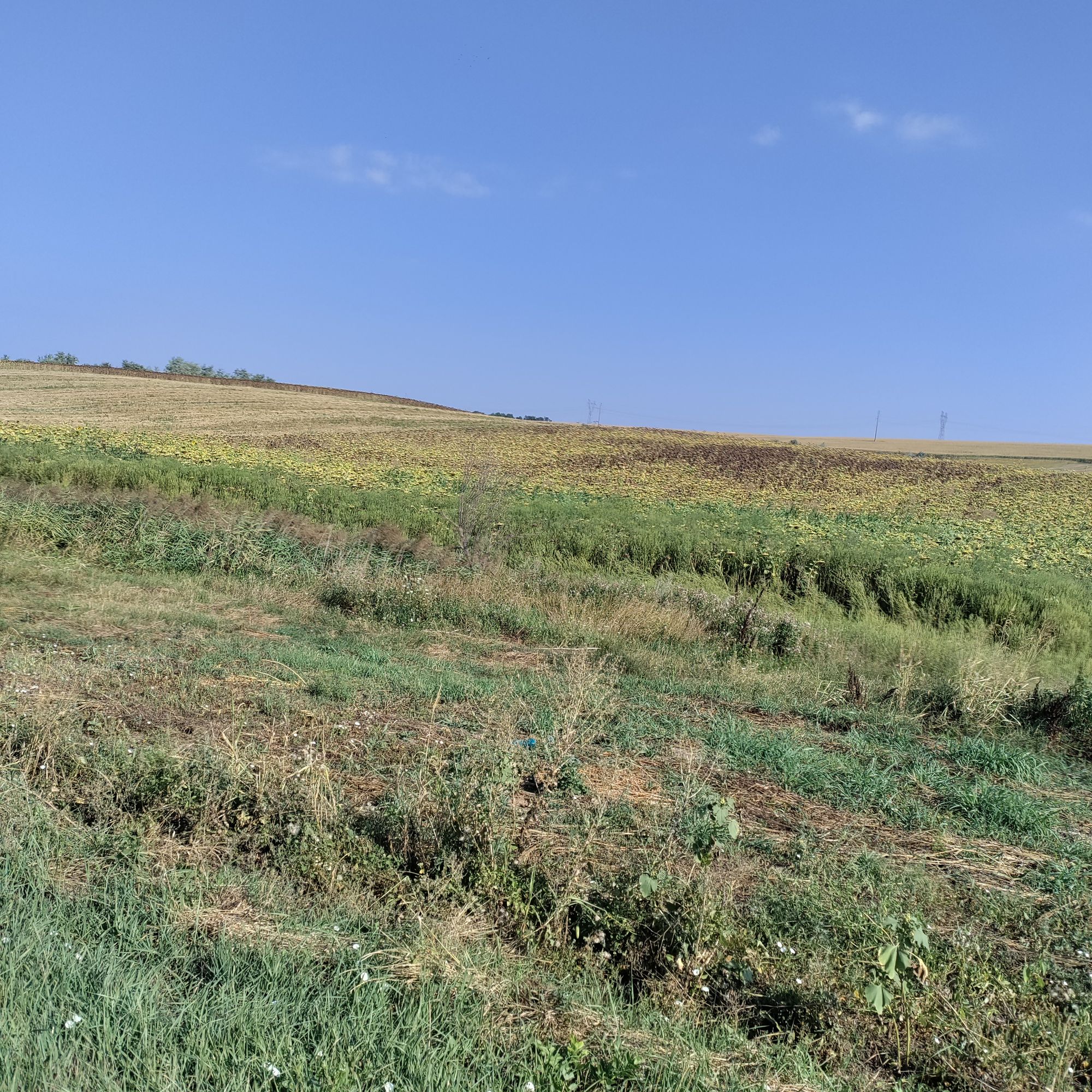 Ambrozie in Podu Iloaiei, Iași County - IMG_20230821_093645.jpg