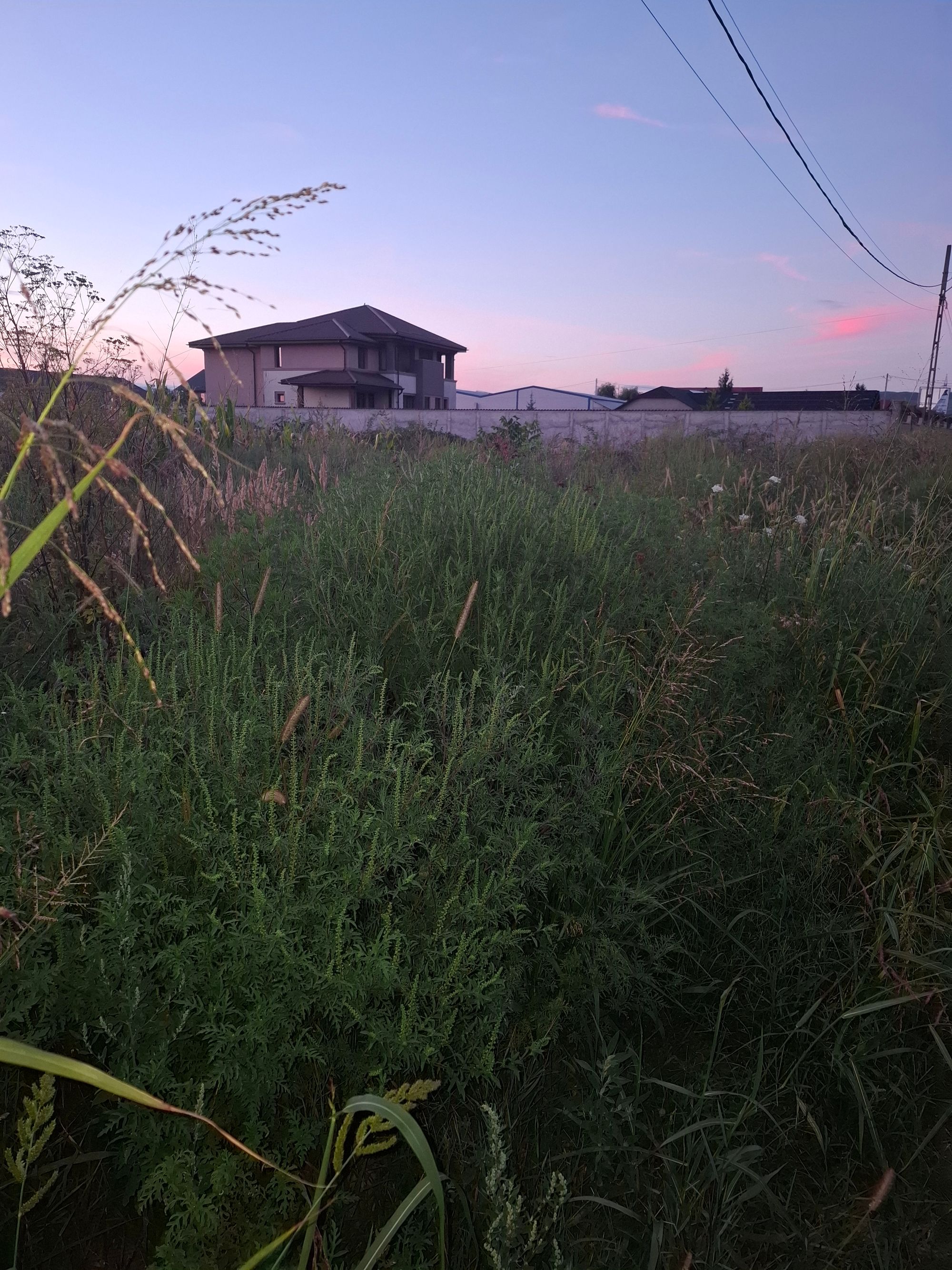 Ambrozie in Iazu, Comuna Măgurele, Județul Prahova