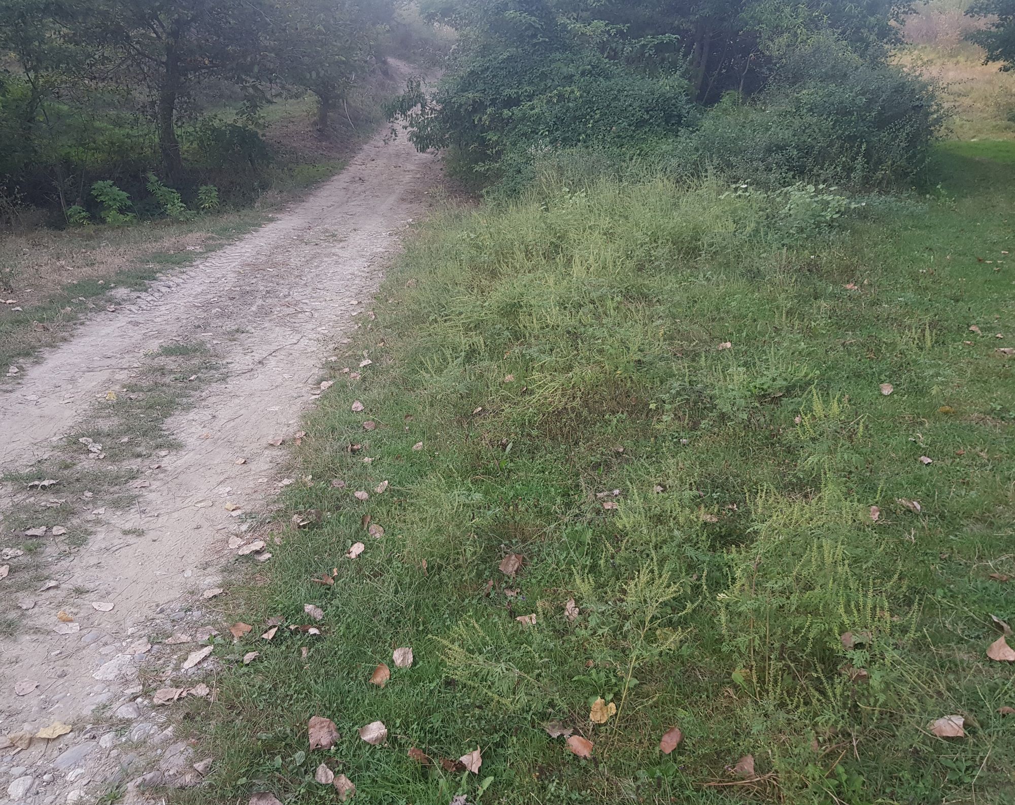 Ambrozie in Strada Ponorului, Comuna Frâncești, Județul Vâlcea - 20230913_211352.jpg