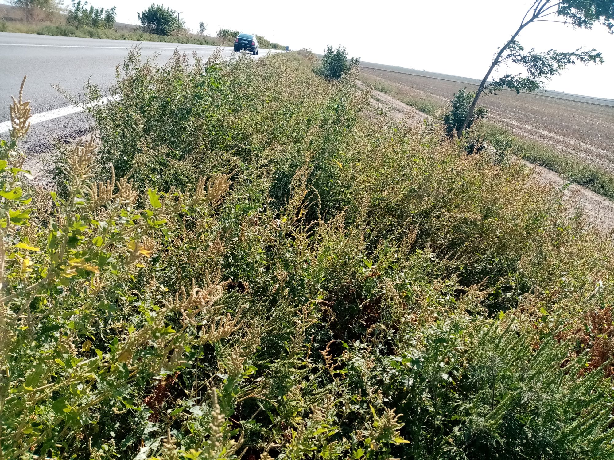 Ambrozie in Nicolae Bălcescu, Comuna Nicolae Bălcescu, Județul Constanța - IMG_20230906_104551.jpg