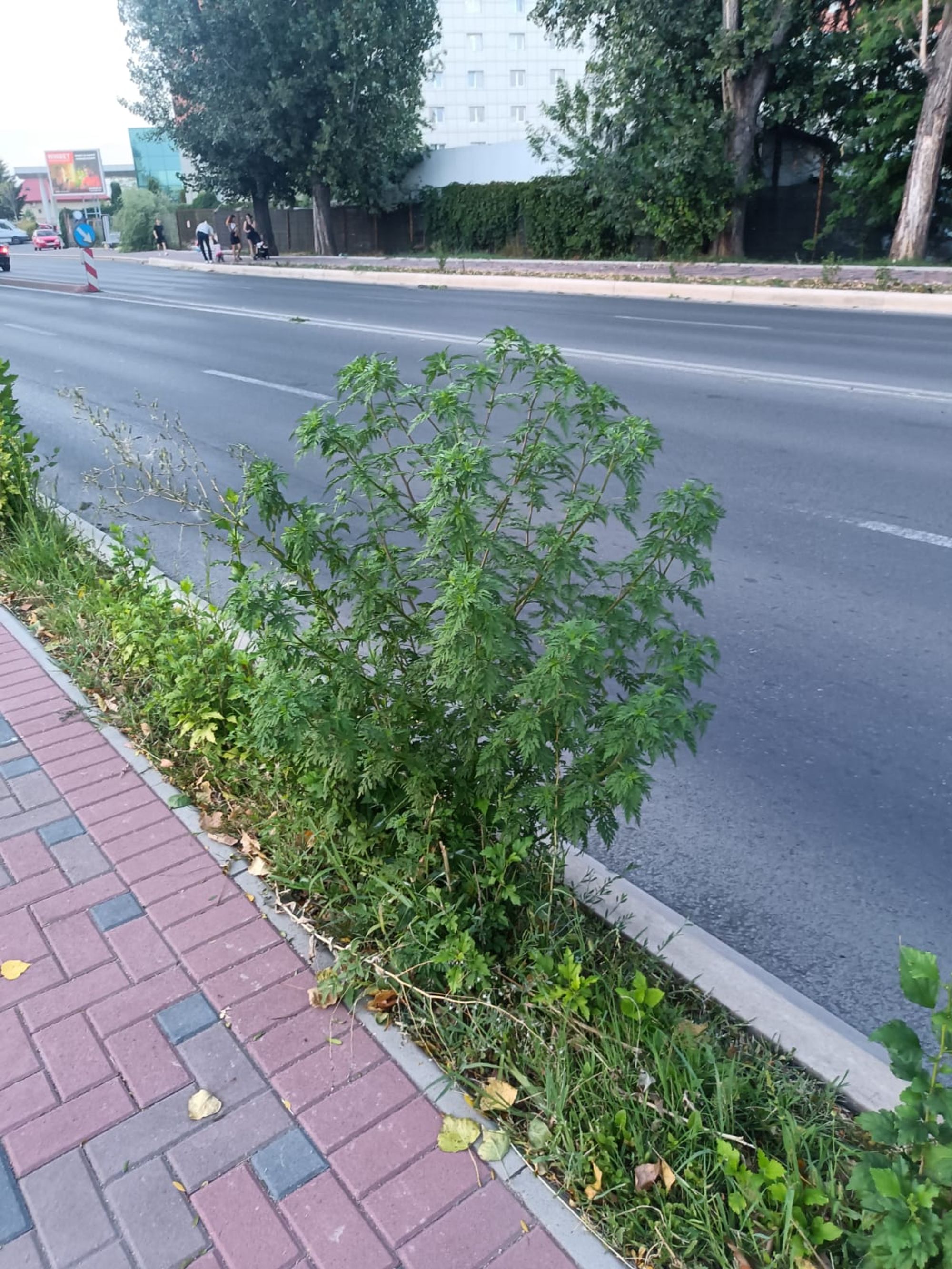 Ambrozie in Șoseaua Vitan-Bârzești 4, București, Municipiul București - IMG-20250728-WA0013.jpg