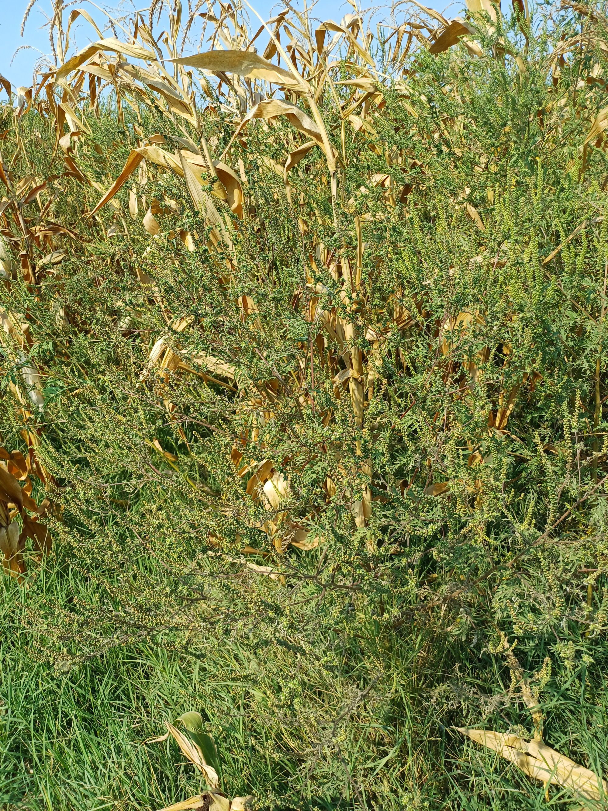 Ambrozie in Săbăreni, Comuna Săbăreni, Județul Giurgiu - 1000065869.jpg